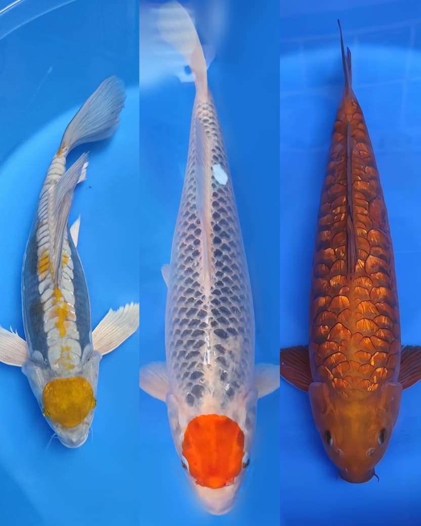 Lelang Koi Online, Jual Beli Ikan Koi, Pasar Koi Terbaik, Agen Lelang Koi, Penawaran Koi Berkualitas, Harga Jual Koi, Lelang Ikan Koi Import, Beli Koi Online, Jual Koi Murah, Koi Showroom, Penjual Koi Terpercaya, Lelang Koi Jakarta, Jual Koi Lokal, Koi Kualitas Unggul, Harga Terbaik Koi, Jual Koi Indukan, Lelang Ikan Hias Koi, Pasar Koi Indonesia, Beli Koi Berkualitas Tinggi, Koi Farm Terbesar, Jual Beli Koi Impor, Lelang Ikan Koi Kualitas Premium, Daftar Harga Koi Terbaru, Pusat Jual Beli Koi, Info Lelang Koi Hari Ini.