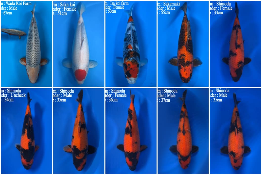 Lelang Koi Online, Jual Beli Ikan Koi, Pasar Koi Terbaik, Agen Lelang Koi, Penawaran Koi Berkualitas, Harga Jual Koi, Lelang Ikan Koi Import, Beli Koi Online, Jual Koi Murah, Koi Showroom, Penjual Koi Terpercaya, Lelang Koi Jakarta, Jual Koi Lokal, Koi Kualitas Unggul, Harga Terbaik Koi, Jual Koi Indukan, Lelang Ikan Hias Koi, Pasar Koi Indonesia, Beli Koi Berkualitas Tinggi, Koi Farm Terbesar, Jual Beli Koi Impor, Lelang Ikan Koi Kualitas Premium, Daftar Harga Koi Terbaru, Pusat Jual Beli Koi, Info Lelang Koi Hari Ini.