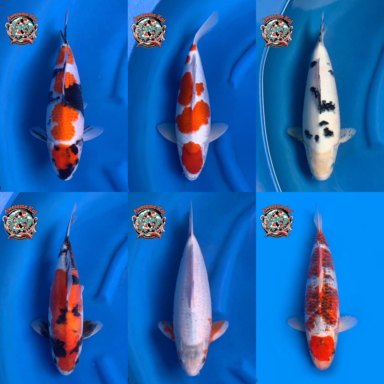 Lelang Koi Online, Jual Beli Ikan Koi, Pasar Koi Terbaik, Agen Lelang Koi, Penawaran Koi Berkualitas, Harga Jual Koi, Lelang Ikan Koi Import, Beli Koi Online, Jual Koi Murah, Koi Showroom, Penjual Koi Terpercaya, Lelang Koi Jakarta, Jual Koi Lokal, Koi Kualitas Unggul, Harga Terbaik Koi, Jual Koi Indukan, Lelang Ikan Hias Koi, Pasar Koi Indonesia, Beli Koi Berkualitas Tinggi, Koi Farm Terbesar, Jual Beli Koi Impor, Lelang Ikan Koi Kualitas Premium, Daftar Harga Koi Terbaru, Pusat Jual Beli Koi, Info Lelang Koi Hari Ini.