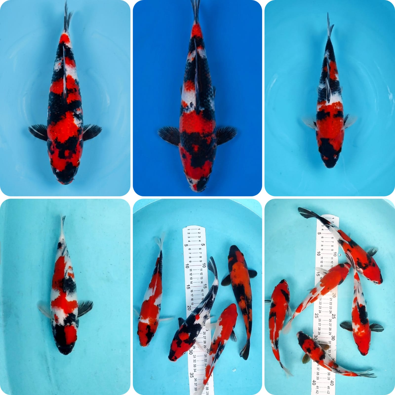 Lelang Koi Online, Jual Beli Ikan Koi, Pasar Koi Terbaik, Agen Lelang Koi, Penawaran Koi Berkualitas, Harga Jual Koi, Lelang Ikan Koi Import, Beli Koi Online, Jual Koi Murah, Koi Showroom, Penjual Koi Terpercaya, Lelang Koi Jakarta, Jual Koi Lokal, Koi Kualitas Unggul, Harga Terbaik Koi, Jual Koi Indukan, Lelang Ikan Hias Koi, Pasar Koi Indonesia, Beli Koi Berkualitas Tinggi, Koi Farm Terbesar, Jual Beli Koi Impor, Lelang Ikan Koi Kualitas Premium, Daftar Harga Koi Terbaru, Pusat Jual Beli Koi, Info Lelang Koi Hari Ini.
