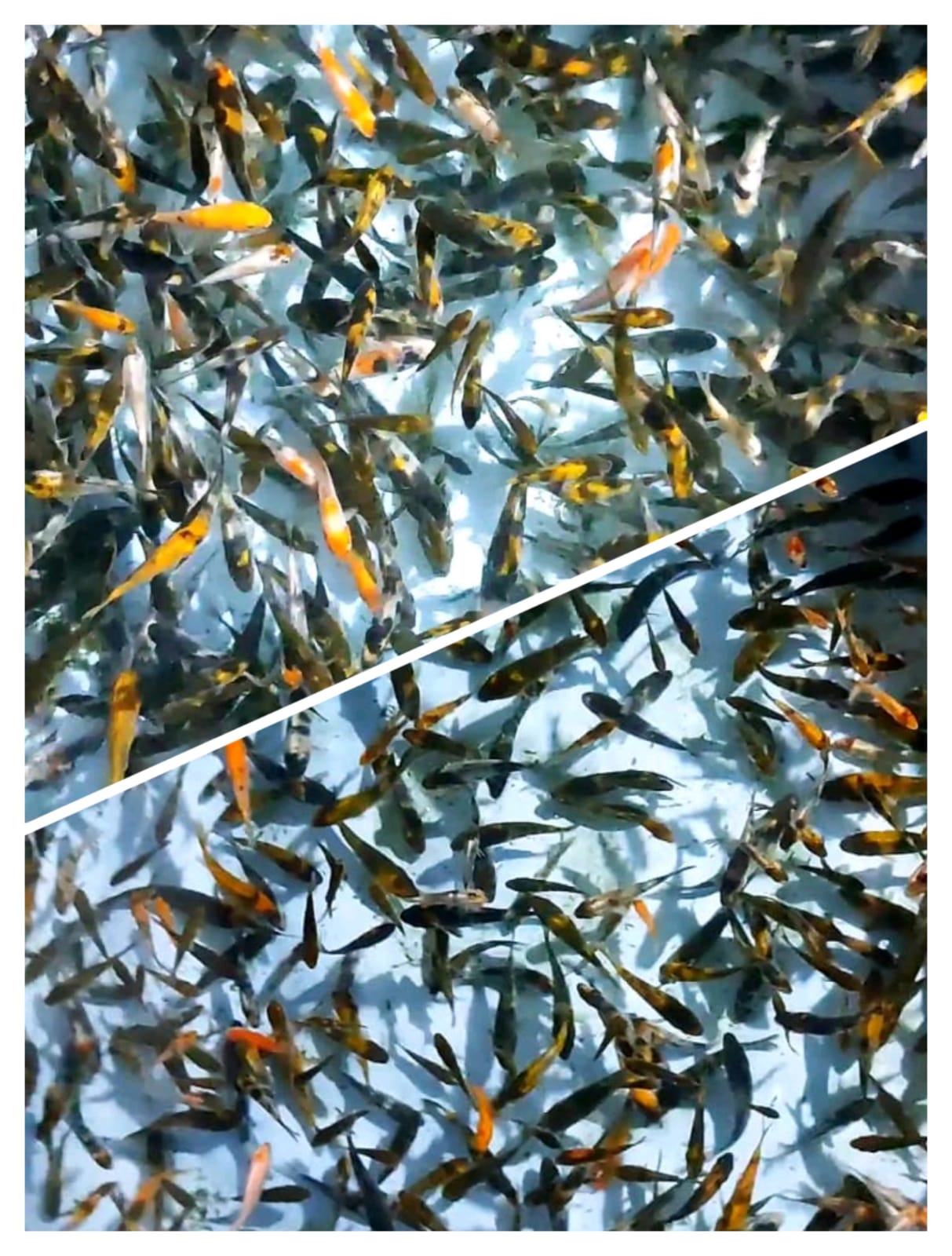 Lelang Koi Online, Jual Beli Ikan Koi, Pasar Koi Terbaik, Agen Lelang Koi, Penawaran Koi Berkualitas, Harga Jual Koi, Lelang Ikan Koi Import, Beli Koi Online, Jual Koi Murah, Koi Showroom, Penjual Koi Terpercaya, Lelang Koi Jakarta, Jual Koi Lokal, Koi Kualitas Unggul, Harga Terbaik Koi, Jual Koi Indukan, Lelang Ikan Hias Koi, Pasar Koi Indonesia, Beli Koi Berkualitas Tinggi, Koi Farm Terbesar, Jual Beli Koi Impor, Lelang Ikan Koi Kualitas Premium, Daftar Harga Koi Terbaru, Pusat Jual Beli Koi, Info Lelang Koi Hari Ini.