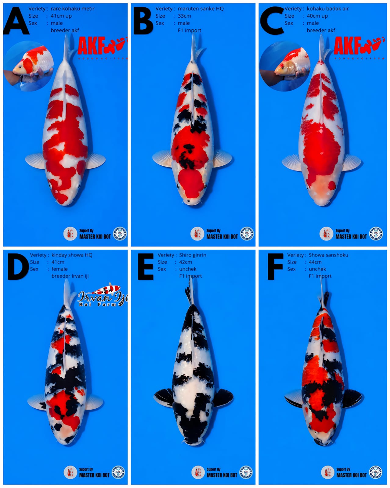Lelang Koi Online, Jual Beli Ikan Koi, Pasar Koi Terbaik, Agen Lelang Koi, Penawaran Koi Berkualitas, Harga Jual Koi, Lelang Ikan Koi Import, Beli Koi Online, Jual Koi Murah, Koi Showroom, Penjual Koi Terpercaya, Lelang Koi Jakarta, Jual Koi Lokal, Koi Kualitas Unggul, Harga Terbaik Koi, Jual Koi Indukan, Lelang Ikan Hias Koi, Pasar Koi Indonesia, Beli Koi Berkualitas Tinggi, Koi Farm Terbesar, Jual Beli Koi Impor, Lelang Ikan Koi Kualitas Premium, Daftar Harga Koi Terbaru, Pusat Jual Beli Koi, Info Lelang Koi Hari Ini.