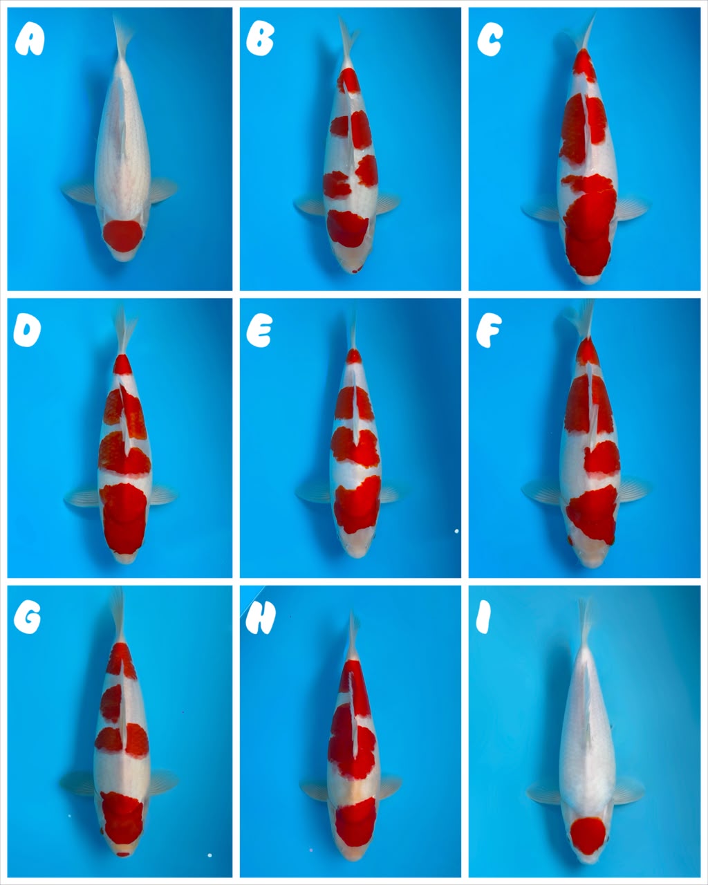 Lelang Koi Online, Jual Beli Ikan Koi, Pasar Koi Terbaik, Agen Lelang Koi, Penawaran Koi Berkualitas, Harga Jual Koi, Lelang Ikan Koi Import, Beli Koi Online, Jual Koi Murah, Koi Showroom, Penjual Koi Terpercaya, Lelang Koi Jakarta, Jual Koi Lokal, Koi Kualitas Unggul, Harga Terbaik Koi, Jual Koi Indukan, Lelang Ikan Hias Koi, Pasar Koi Indonesia, Beli Koi Berkualitas Tinggi, Koi Farm Terbesar, Jual Beli Koi Impor, Lelang Ikan Koi Kualitas Premium, Daftar Harga Koi Terbaru, Pusat Jual Beli Koi, Info Lelang Koi Hari Ini.