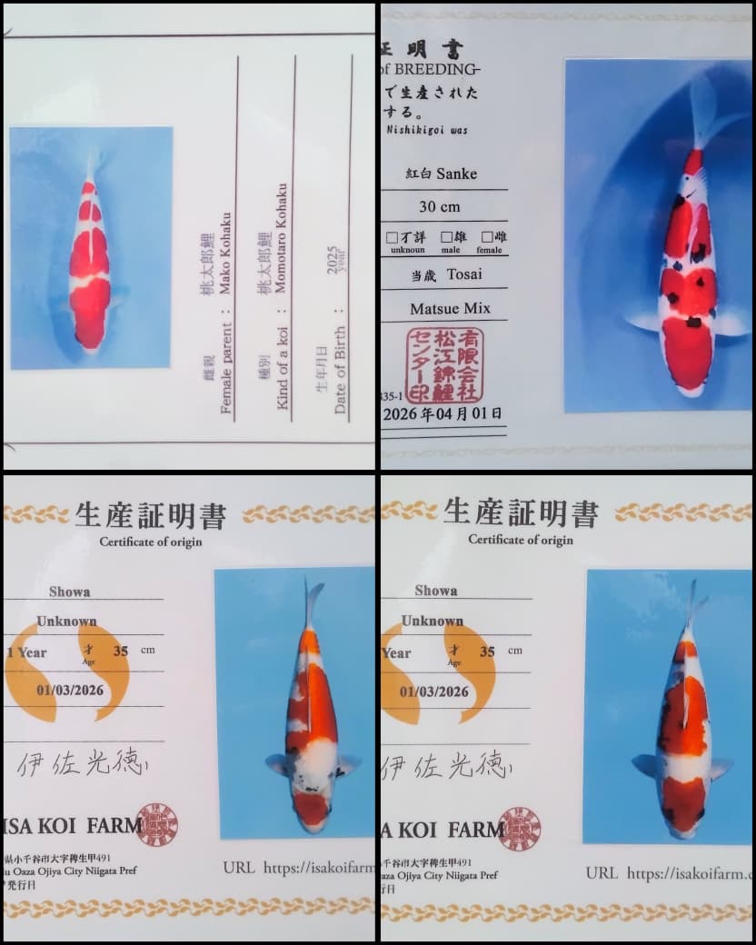 Lelang Koi Online, Jual Beli Ikan Koi, Pasar Koi Terbaik, Agen Lelang Koi, Penawaran Koi Berkualitas, Harga Jual Koi, Lelang Ikan Koi Import, Beli Koi Online, Jual Koi Murah, Koi Showroom, Penjual Koi Terpercaya, Lelang Koi Jakarta, Jual Koi Lokal, Koi Kualitas Unggul, Harga Terbaik Koi, Jual Koi Indukan, Lelang Ikan Hias Koi, Pasar Koi Indonesia, Beli Koi Berkualitas Tinggi, Koi Farm Terbesar, Jual Beli Koi Impor, Lelang Ikan Koi Kualitas Premium, Daftar Harga Koi Terbaru, Pusat Jual Beli Koi, Info Lelang Koi Hari Ini.