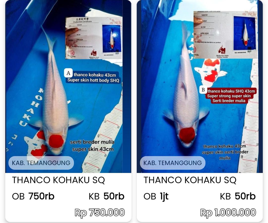 Lelang Koi Online, Jual Beli Ikan Koi, Pasar Koi Terbaik, Agen Lelang Koi, Penawaran Koi Berkualitas, Harga Jual Koi, Lelang Ikan Koi Import, Beli Koi Online, Jual Koi Murah, Koi Showroom, Penjual Koi Terpercaya, Lelang Koi Jakarta, Jual Koi Lokal, Koi Kualitas Unggul, Harga Terbaik Koi, Jual Koi Indukan, Lelang Ikan Hias Koi, Pasar Koi Indonesia, Beli Koi Berkualitas Tinggi, Koi Farm Terbesar, Jual Beli Koi Impor, Lelang Ikan Koi Kualitas Premium, Daftar Harga Koi Terbaru, Pusat Jual Beli Koi, Info Lelang Koi Hari Ini.