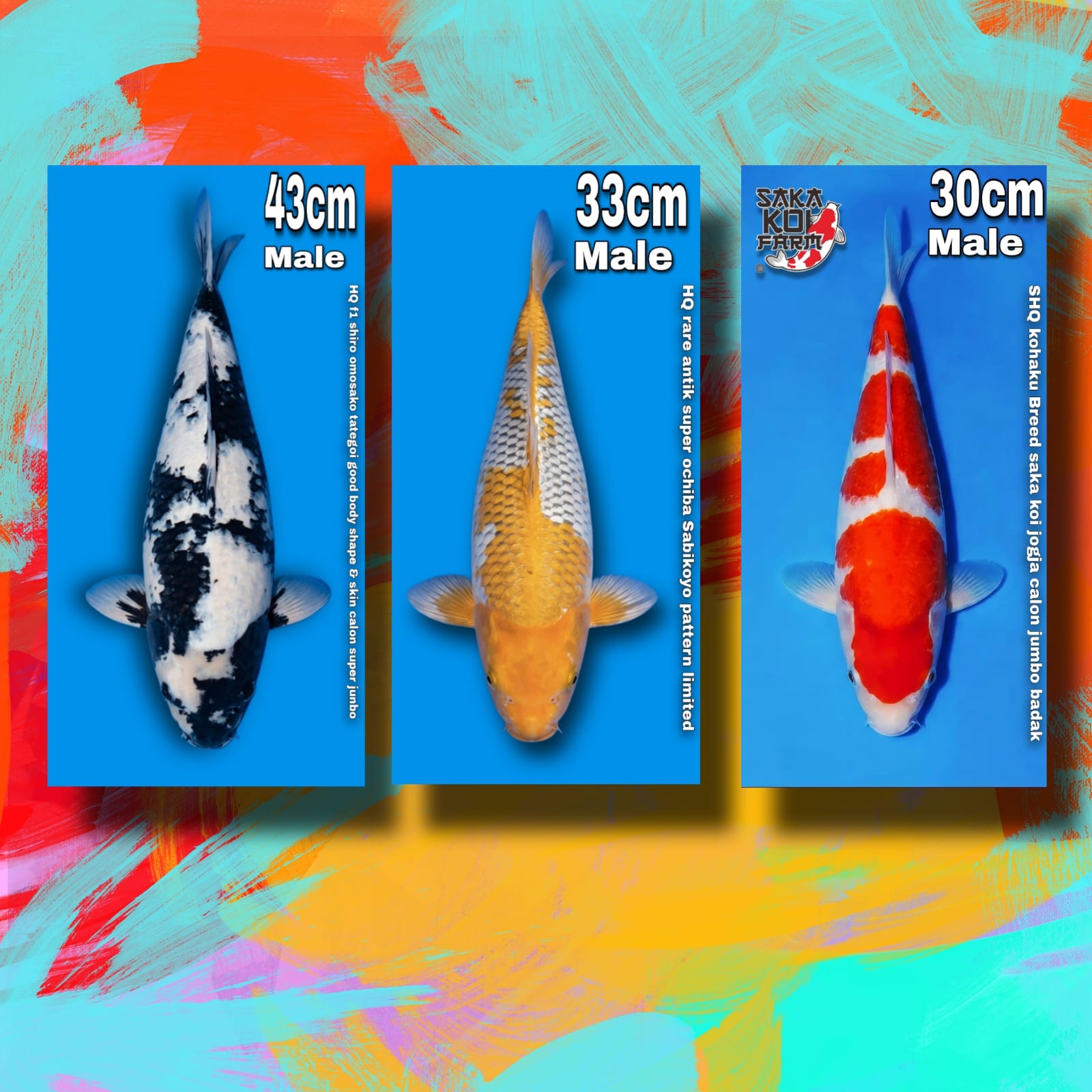 Lelang Koi Online, Jual Beli Ikan Koi, Pasar Koi Terbaik, Agen Lelang Koi, Penawaran Koi Berkualitas, Harga Jual Koi, Lelang Ikan Koi Import, Beli Koi Online, Jual Koi Murah, Koi Showroom, Penjual Koi Terpercaya, Lelang Koi Jakarta, Jual Koi Lokal, Koi Kualitas Unggul, Harga Terbaik Koi, Jual Koi Indukan, Lelang Ikan Hias Koi, Pasar Koi Indonesia, Beli Koi Berkualitas Tinggi, Koi Farm Terbesar, Jual Beli Koi Impor, Lelang Ikan Koi Kualitas Premium, Daftar Harga Koi Terbaru, Pusat Jual Beli Koi, Info Lelang Koi Hari Ini.