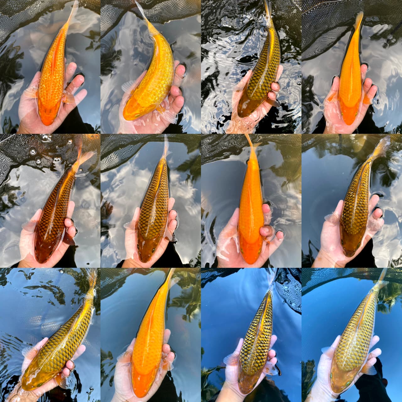 Lelang Koi Online, Jual Beli Ikan Koi, Pasar Koi Terbaik, Agen Lelang Koi, Penawaran Koi Berkualitas, Harga Jual Koi, Lelang Ikan Koi Import, Beli Koi Online, Jual Koi Murah, Koi Showroom, Penjual Koi Terpercaya, Lelang Koi Jakarta, Jual Koi Lokal, Koi Kualitas Unggul, Harga Terbaik Koi, Jual Koi Indukan, Lelang Ikan Hias Koi, Pasar Koi Indonesia, Beli Koi Berkualitas Tinggi, Koi Farm Terbesar, Jual Beli Koi Impor, Lelang Ikan Koi Kualitas Premium, Daftar Harga Koi Terbaru, Pusat Jual Beli Koi, Info Lelang Koi Hari Ini.
