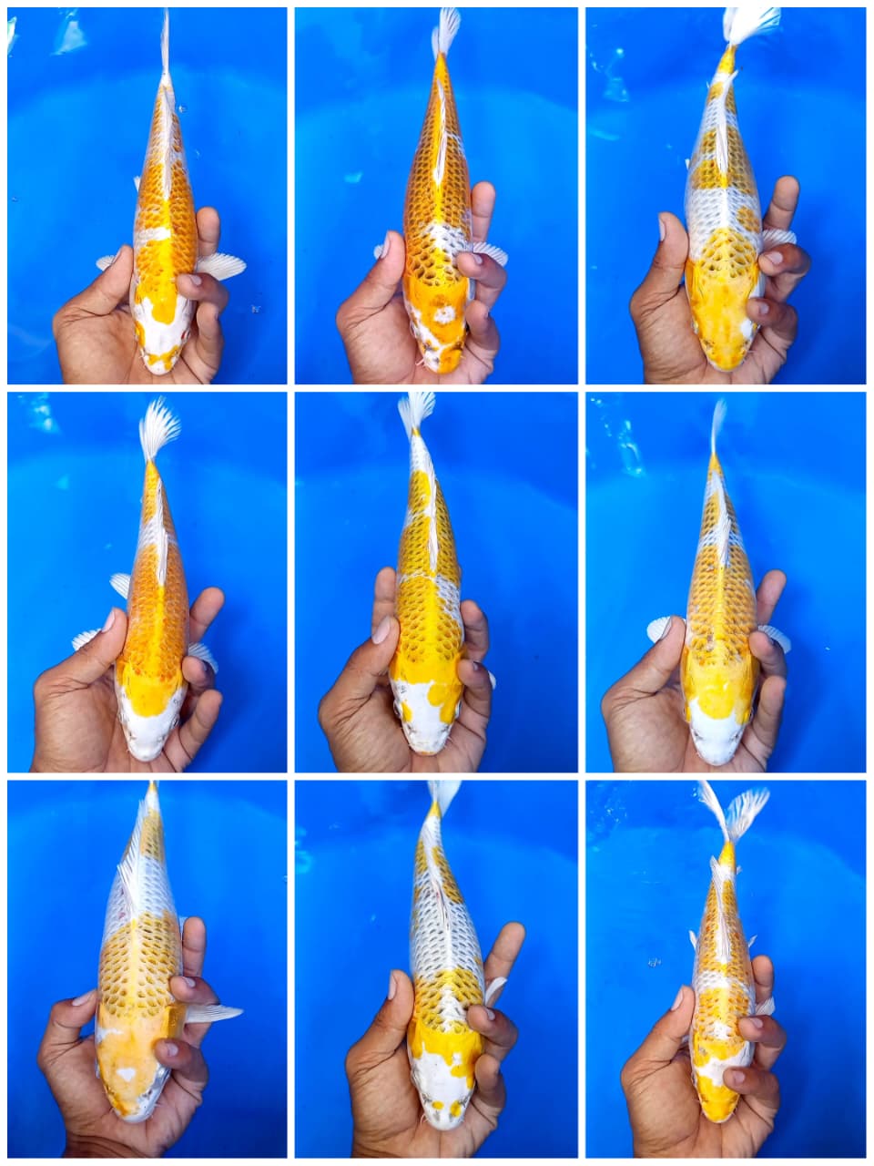 Lelang Koi Online, Jual Beli Ikan Koi, Pasar Koi Terbaik, Agen Lelang Koi, Penawaran Koi Berkualitas, Harga Jual Koi, Lelang Ikan Koi Import, Beli Koi Online, Jual Koi Murah, Koi Showroom, Penjual Koi Terpercaya, Lelang Koi Jakarta, Jual Koi Lokal, Koi Kualitas Unggul, Harga Terbaik Koi, Jual Koi Indukan, Lelang Ikan Hias Koi, Pasar Koi Indonesia, Beli Koi Berkualitas Tinggi, Koi Farm Terbesar, Jual Beli Koi Impor, Lelang Ikan Koi Kualitas Premium, Daftar Harga Koi Terbaru, Pusat Jual Beli Koi, Info Lelang Koi Hari Ini.