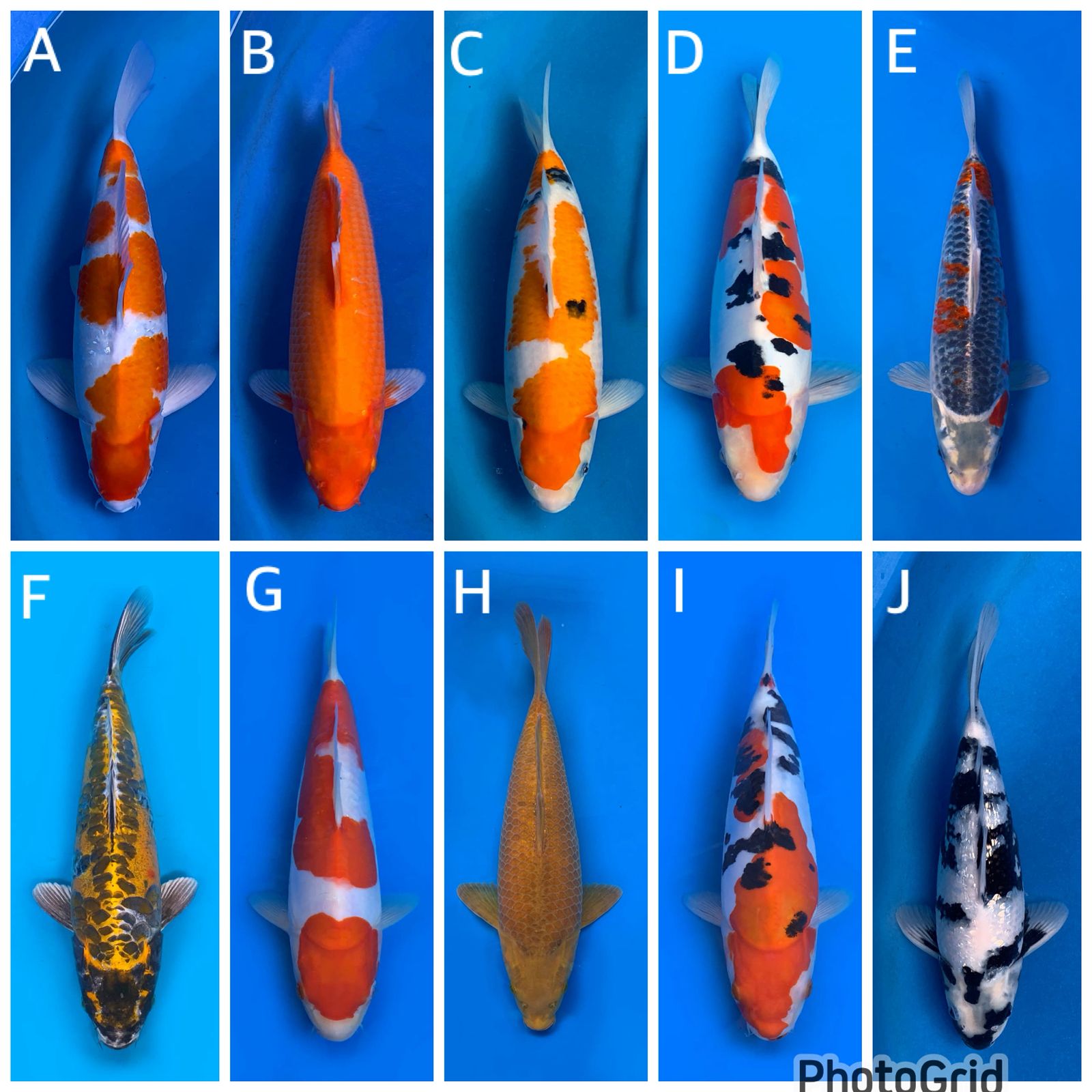 Lelang Koi Online, Jual Beli Ikan Koi, Pasar Koi Terbaik, Agen Lelang Koi, Penawaran Koi Berkualitas, Harga Jual Koi, Lelang Ikan Koi Import, Beli Koi Online, Jual Koi Murah, Koi Showroom, Penjual Koi Terpercaya, Lelang Koi Jakarta, Jual Koi Lokal, Koi Kualitas Unggul, Harga Terbaik Koi, Jual Koi Indukan, Lelang Ikan Hias Koi, Pasar Koi Indonesia, Beli Koi Berkualitas Tinggi, Koi Farm Terbesar, Jual Beli Koi Impor, Lelang Ikan Koi Kualitas Premium, Daftar Harga Koi Terbaru, Pusat Jual Beli Koi, Info Lelang Koi Hari Ini.
