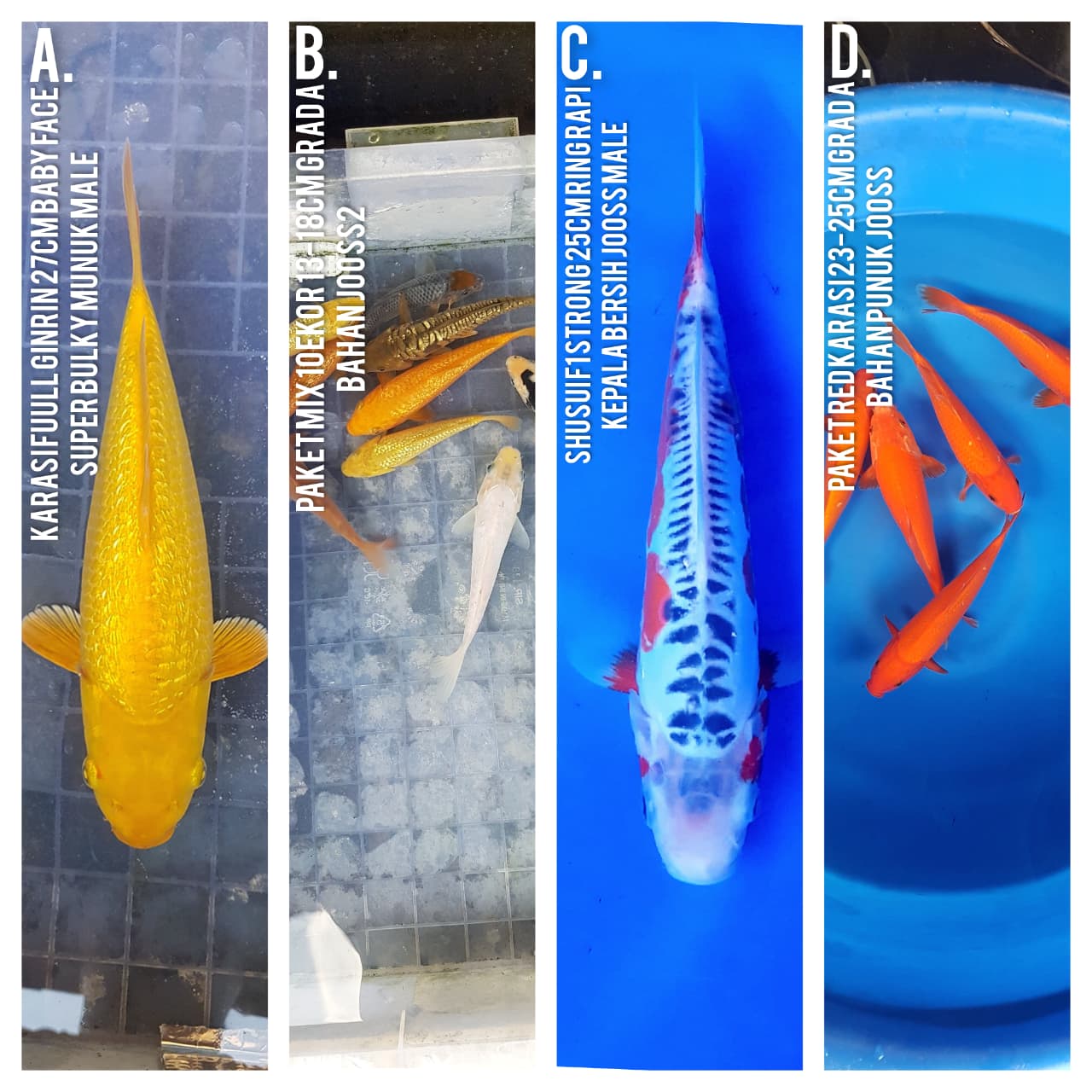 Lelang Koi Online, Jual Beli Ikan Koi, Pasar Koi Terbaik, Agen Lelang Koi, Penawaran Koi Berkualitas, Harga Jual Koi, Lelang Ikan Koi Import, Beli Koi Online, Jual Koi Murah, Koi Showroom, Penjual Koi Terpercaya, Lelang Koi Jakarta, Jual Koi Lokal, Koi Kualitas Unggul, Harga Terbaik Koi, Jual Koi Indukan, Lelang Ikan Hias Koi, Pasar Koi Indonesia, Beli Koi Berkualitas Tinggi, Koi Farm Terbesar, Jual Beli Koi Impor, Lelang Ikan Koi Kualitas Premium, Daftar Harga Koi Terbaru, Pusat Jual Beli Koi, Info Lelang Koi Hari Ini.