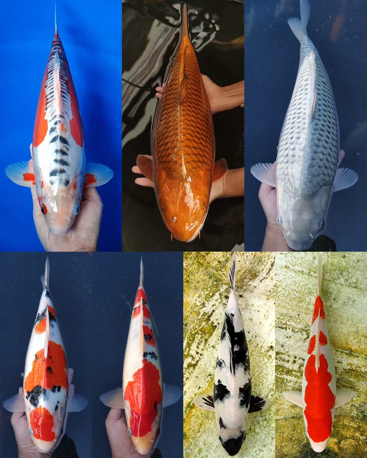 Lelang Koi Online, Jual Beli Ikan Koi, Pasar Koi Terbaik, Agen Lelang Koi, Penawaran Koi Berkualitas, Harga Jual Koi, Lelang Ikan Koi Import, Beli Koi Online, Jual Koi Murah, Koi Showroom, Penjual Koi Terpercaya, Lelang Koi Jakarta, Jual Koi Lokal, Koi Kualitas Unggul, Harga Terbaik Koi, Jual Koi Indukan, Lelang Ikan Hias Koi, Pasar Koi Indonesia, Beli Koi Berkualitas Tinggi, Koi Farm Terbesar, Jual Beli Koi Impor, Lelang Ikan Koi Kualitas Premium, Daftar Harga Koi Terbaru, Pusat Jual Beli Koi, Info Lelang Koi Hari Ini.