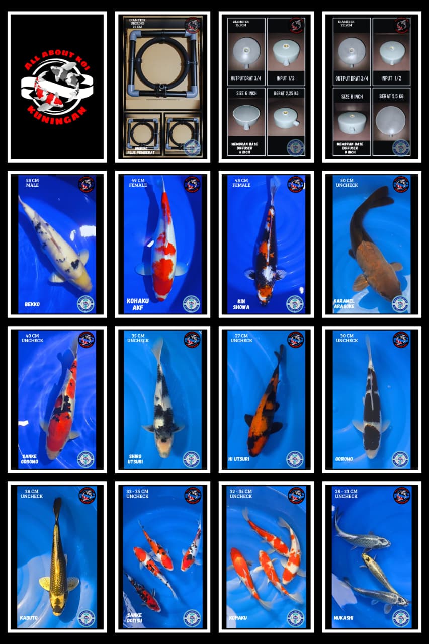 Lelang Koi Online, Jual Beli Ikan Koi, Pasar Koi Terbaik, Agen Lelang Koi, Penawaran Koi Berkualitas, Harga Jual Koi, Lelang Ikan Koi Import, Beli Koi Online, Jual Koi Murah, Koi Showroom, Penjual Koi Terpercaya, Lelang Koi Jakarta, Jual Koi Lokal, Koi Kualitas Unggul, Harga Terbaik Koi, Jual Koi Indukan, Lelang Ikan Hias Koi, Pasar Koi Indonesia, Beli Koi Berkualitas Tinggi, Koi Farm Terbesar, Jual Beli Koi Impor, Lelang Ikan Koi Kualitas Premium, Daftar Harga Koi Terbaru, Pusat Jual Beli Koi, Info Lelang Koi Hari Ini.