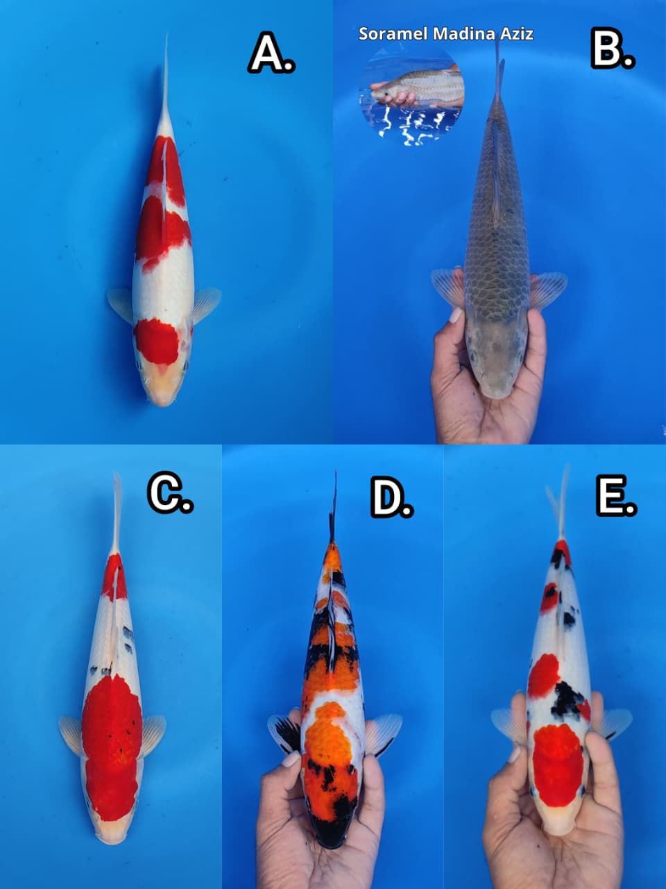 Lelang Koi Online, Jual Beli Ikan Koi, Pasar Koi Terbaik, Agen Lelang Koi, Penawaran Koi Berkualitas, Harga Jual Koi, Lelang Ikan Koi Import, Beli Koi Online, Jual Koi Murah, Koi Showroom, Penjual Koi Terpercaya, Lelang Koi Jakarta, Jual Koi Lokal, Koi Kualitas Unggul, Harga Terbaik Koi, Jual Koi Indukan, Lelang Ikan Hias Koi, Pasar Koi Indonesia, Beli Koi Berkualitas Tinggi, Koi Farm Terbesar, Jual Beli Koi Impor, Lelang Ikan Koi Kualitas Premium, Daftar Harga Koi Terbaru, Pusat Jual Beli Koi, Info Lelang Koi Hari Ini.
