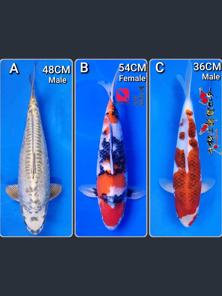 Lelang Koi Online, Jual Beli Ikan Koi, Pasar Koi Terbaik, Agen Lelang Koi, Penawaran Koi Berkualitas, Harga Jual Koi, Lelang Ikan Koi Import, Beli Koi Online, Jual Koi Murah, Koi Showroom, Penjual Koi Terpercaya, Lelang Koi Jakarta, Jual Koi Lokal, Koi Kualitas Unggul, Harga Terbaik Koi, Jual Koi Indukan, Lelang Ikan Hias Koi, Pasar Koi Indonesia, Beli Koi Berkualitas Tinggi, Koi Farm Terbesar, Jual Beli Koi Impor, Lelang Ikan Koi Kualitas Premium, Daftar Harga Koi Terbaru, Pusat Jual Beli Koi, Info Lelang Koi Hari Ini.