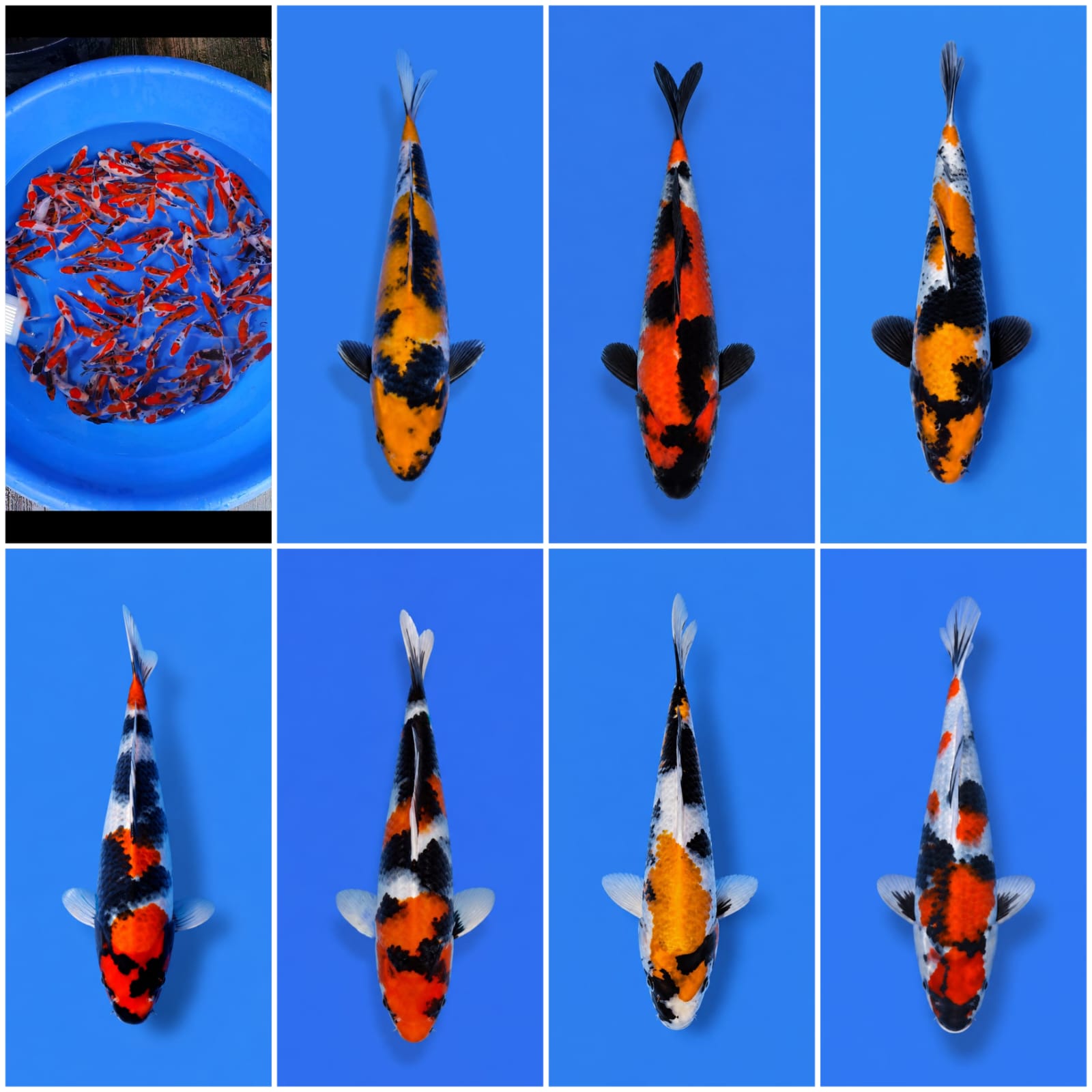 Lelang Koi Online, Jual Beli Ikan Koi, Pasar Koi Terbaik, Agen Lelang Koi, Penawaran Koi Berkualitas, Harga Jual Koi, Lelang Ikan Koi Import, Beli Koi Online, Jual Koi Murah, Koi Showroom, Penjual Koi Terpercaya, Lelang Koi Jakarta, Jual Koi Lokal, Koi Kualitas Unggul, Harga Terbaik Koi, Jual Koi Indukan, Lelang Ikan Hias Koi, Pasar Koi Indonesia, Beli Koi Berkualitas Tinggi, Koi Farm Terbesar, Jual Beli Koi Impor, Lelang Ikan Koi Kualitas Premium, Daftar Harga Koi Terbaru, Pusat Jual Beli Koi, Info Lelang Koi Hari Ini.