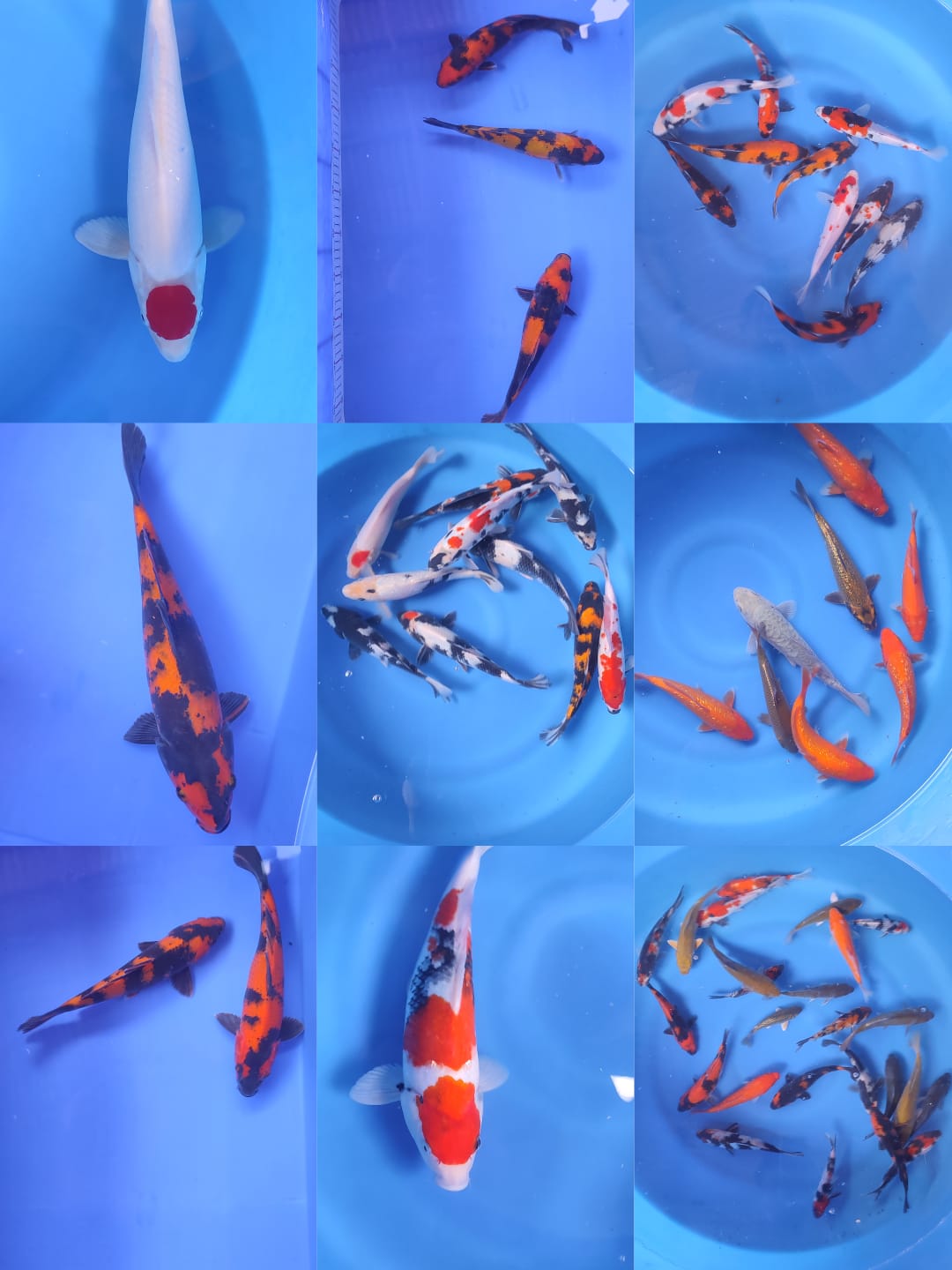 Lelang Koi Online, Jual Beli Ikan Koi, Pasar Koi Terbaik, Agen Lelang Koi, Penawaran Koi Berkualitas, Harga Jual Koi, Lelang Ikan Koi Import, Beli Koi Online, Jual Koi Murah, Koi Showroom, Penjual Koi Terpercaya, Lelang Koi Jakarta, Jual Koi Lokal, Koi Kualitas Unggul, Harga Terbaik Koi, Jual Koi Indukan, Lelang Ikan Hias Koi, Pasar Koi Indonesia, Beli Koi Berkualitas Tinggi, Koi Farm Terbesar, Jual Beli Koi Impor, Lelang Ikan Koi Kualitas Premium, Daftar Harga Koi Terbaru, Pusat Jual Beli Koi, Info Lelang Koi Hari Ini.