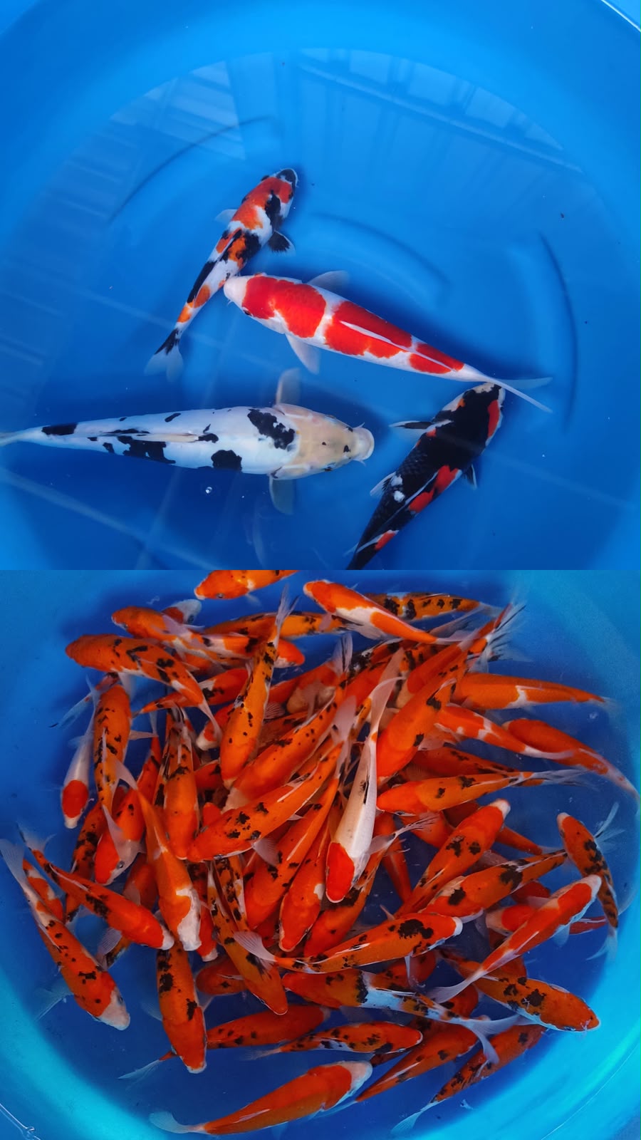 Lelang Koi Online, Jual Beli Ikan Koi, Pasar Koi Terbaik, Agen Lelang Koi, Penawaran Koi Berkualitas, Harga Jual Koi, Lelang Ikan Koi Import, Beli Koi Online, Jual Koi Murah, Koi Showroom, Penjual Koi Terpercaya, Lelang Koi Jakarta, Jual Koi Lokal, Koi Kualitas Unggul, Harga Terbaik Koi, Jual Koi Indukan, Lelang Ikan Hias Koi, Pasar Koi Indonesia, Beli Koi Berkualitas Tinggi, Koi Farm Terbesar, Jual Beli Koi Impor, Lelang Ikan Koi Kualitas Premium, Daftar Harga Koi Terbaru, Pusat Jual Beli Koi, Info Lelang Koi Hari Ini.