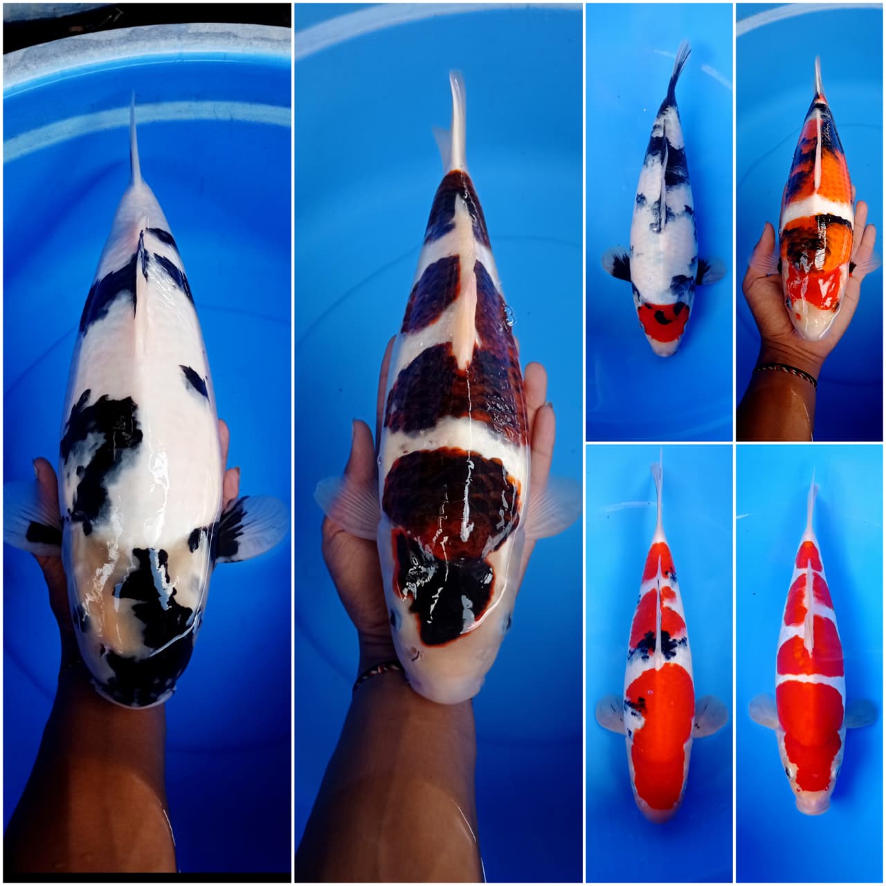 Lelang Koi Online, Jual Beli Ikan Koi, Pasar Koi Terbaik, Agen Lelang Koi, Penawaran Koi Berkualitas, Harga Jual Koi, Lelang Ikan Koi Import, Beli Koi Online, Jual Koi Murah, Koi Showroom, Penjual Koi Terpercaya, Lelang Koi Jakarta, Jual Koi Lokal, Koi Kualitas Unggul, Harga Terbaik Koi, Jual Koi Indukan, Lelang Ikan Hias Koi, Pasar Koi Indonesia, Beli Koi Berkualitas Tinggi, Koi Farm Terbesar, Jual Beli Koi Impor, Lelang Ikan Koi Kualitas Premium, Daftar Harga Koi Terbaru, Pusat Jual Beli Koi, Info Lelang Koi Hari Ini.