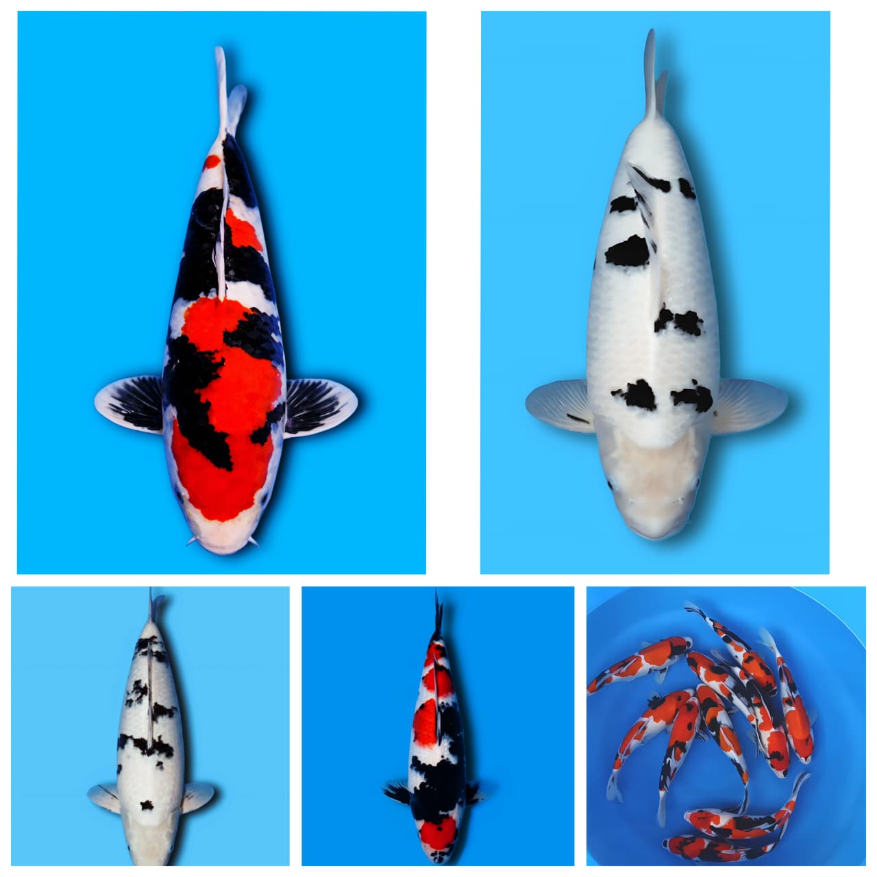 Lelang Koi Online, Jual Beli Ikan Koi, Pasar Koi Terbaik, Agen Lelang Koi, Penawaran Koi Berkualitas, Harga Jual Koi, Lelang Ikan Koi Import, Beli Koi Online, Jual Koi Murah, Koi Showroom, Penjual Koi Terpercaya, Lelang Koi Jakarta, Jual Koi Lokal, Koi Kualitas Unggul, Harga Terbaik Koi, Jual Koi Indukan, Lelang Ikan Hias Koi, Pasar Koi Indonesia, Beli Koi Berkualitas Tinggi, Koi Farm Terbesar, Jual Beli Koi Impor, Lelang Ikan Koi Kualitas Premium, Daftar Harga Koi Terbaru, Pusat Jual Beli Koi, Info Lelang Koi Hari Ini.