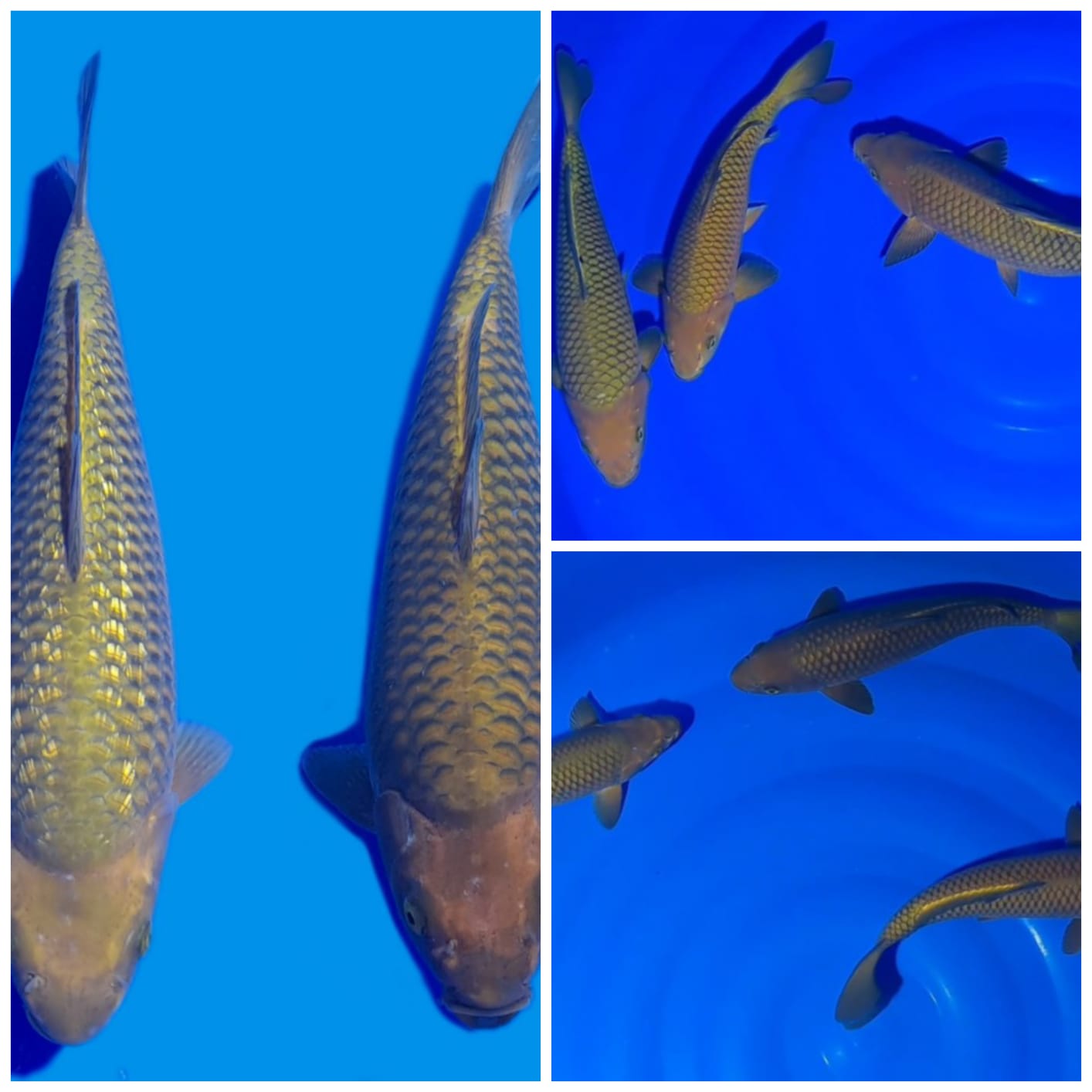 Lelang Koi Online, Jual Beli Ikan Koi, Pasar Koi Terbaik, Agen Lelang Koi, Penawaran Koi Berkualitas, Harga Jual Koi, Lelang Ikan Koi Import, Beli Koi Online, Jual Koi Murah, Koi Showroom, Penjual Koi Terpercaya, Lelang Koi Jakarta, Jual Koi Lokal, Koi Kualitas Unggul, Harga Terbaik Koi, Jual Koi Indukan, Lelang Ikan Hias Koi, Pasar Koi Indonesia, Beli Koi Berkualitas Tinggi, Koi Farm Terbesar, Jual Beli Koi Impor, Lelang Ikan Koi Kualitas Premium, Daftar Harga Koi Terbaru, Pusat Jual Beli Koi, Info Lelang Koi Hari Ini.
