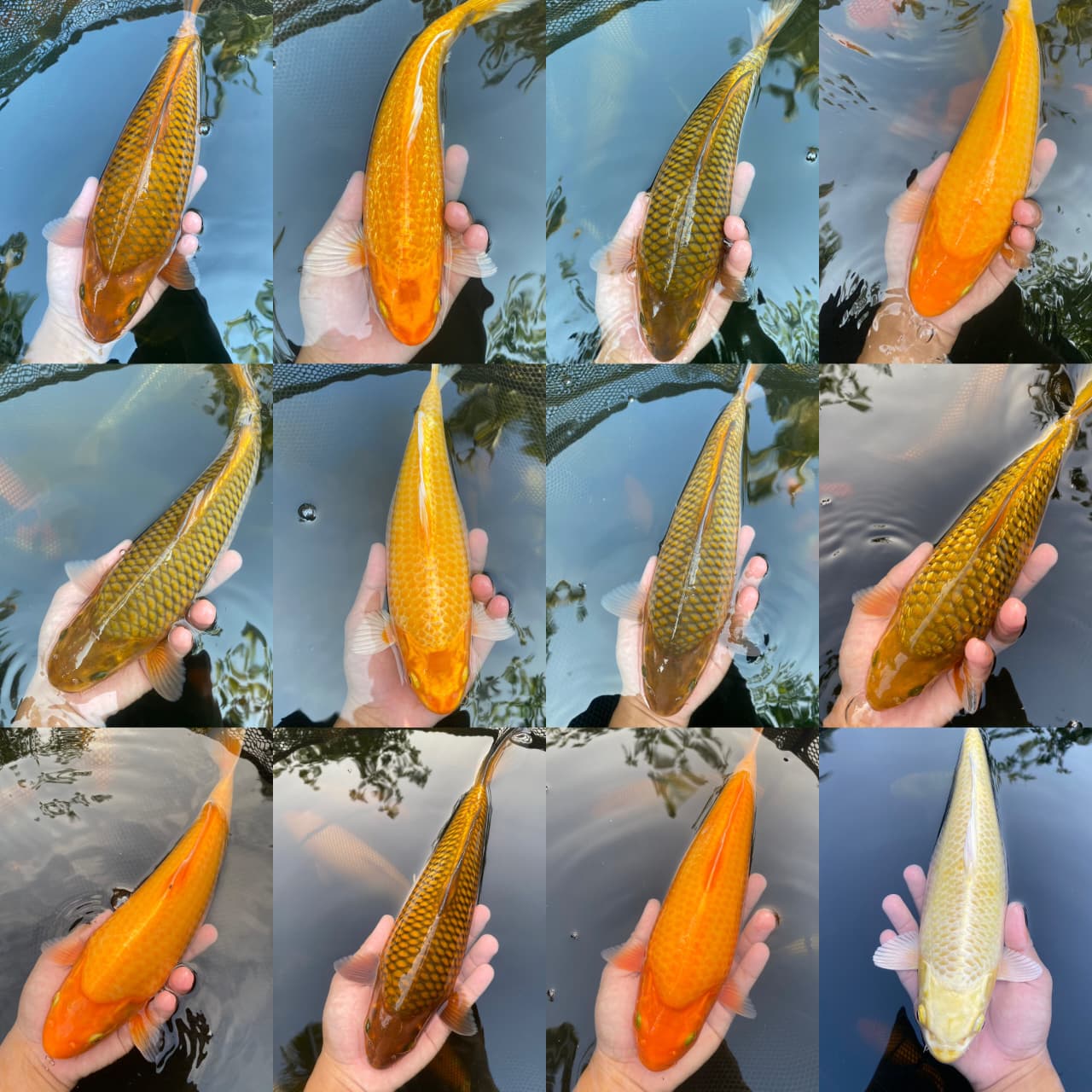 Lelang Koi Online, Jual Beli Ikan Koi, Pasar Koi Terbaik, Agen Lelang Koi, Penawaran Koi Berkualitas, Harga Jual Koi, Lelang Ikan Koi Import, Beli Koi Online, Jual Koi Murah, Koi Showroom, Penjual Koi Terpercaya, Lelang Koi Jakarta, Jual Koi Lokal, Koi Kualitas Unggul, Harga Terbaik Koi, Jual Koi Indukan, Lelang Ikan Hias Koi, Pasar Koi Indonesia, Beli Koi Berkualitas Tinggi, Koi Farm Terbesar, Jual Beli Koi Impor, Lelang Ikan Koi Kualitas Premium, Daftar Harga Koi Terbaru, Pusat Jual Beli Koi, Info Lelang Koi Hari Ini.