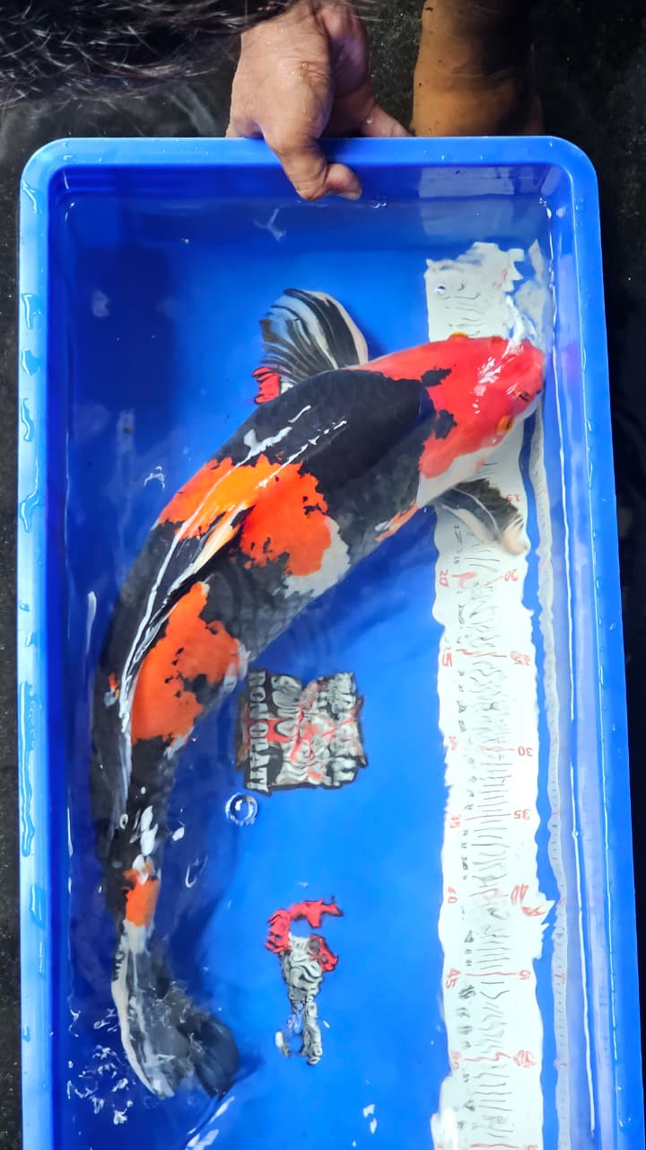 Lelang Koi Online, Jual Beli Ikan Koi, Pasar Koi Terbaik, Agen Lelang Koi, Penawaran Koi Berkualitas, Harga Jual Koi, Lelang Ikan Koi Import, Beli Koi Online, Jual Koi Murah, Koi Showroom, Penjual Koi Terpercaya, Lelang Koi Jakarta, Jual Koi Lokal, Koi Kualitas Unggul, Harga Terbaik Koi, Jual Koi Indukan, Lelang Ikan Hias Koi, Pasar Koi Indonesia, Beli Koi Berkualitas Tinggi, Koi Farm Terbesar, Jual Beli Koi Impor, Lelang Ikan Koi Kualitas Premium, Daftar Harga Koi Terbaru, Pusat Jual Beli Koi, Info Lelang Koi Hari Ini.