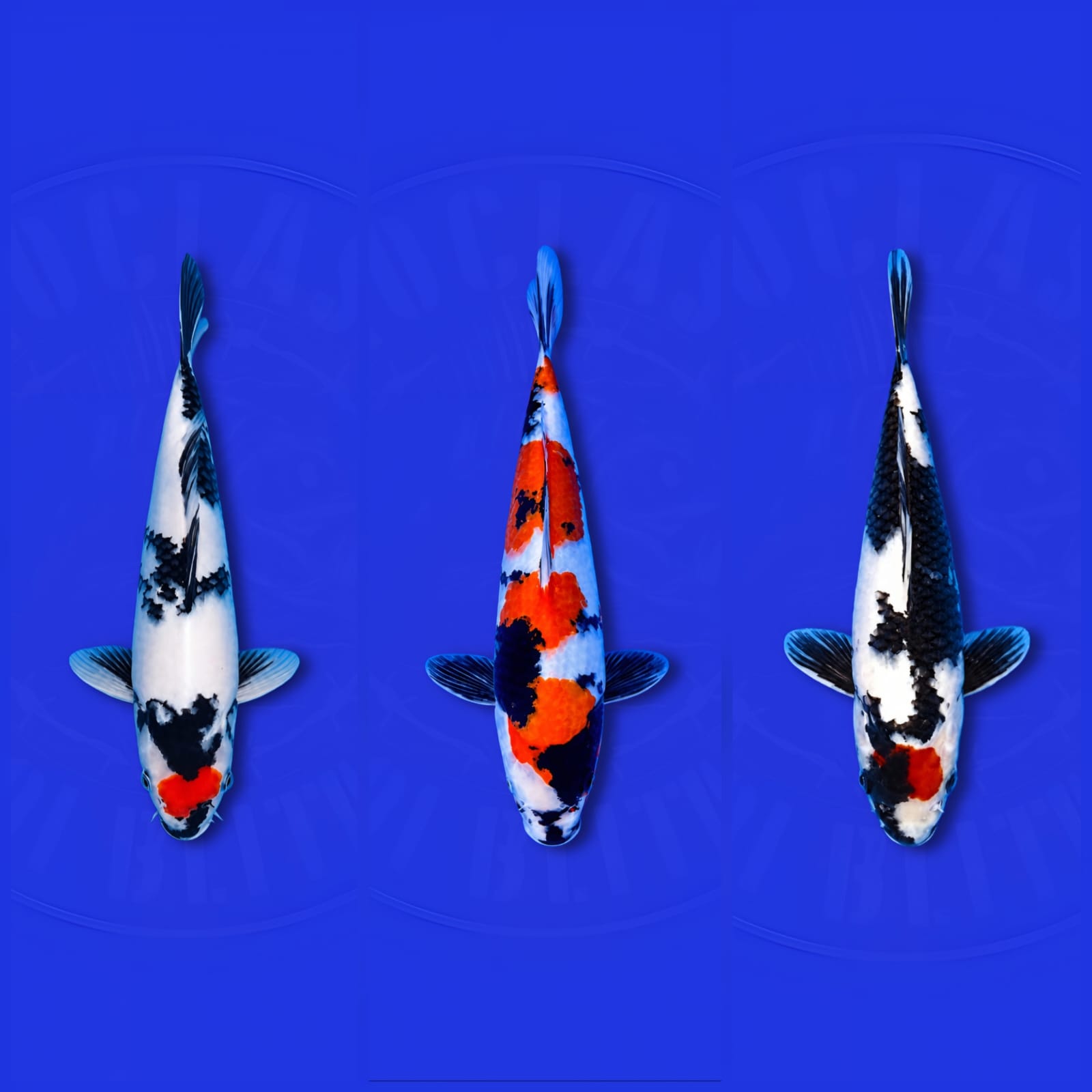 Lelang Koi Online, Jual Beli Ikan Koi, Pasar Koi Terbaik, Agen Lelang Koi, Penawaran Koi Berkualitas, Harga Jual Koi, Lelang Ikan Koi Import, Beli Koi Online, Jual Koi Murah, Koi Showroom, Penjual Koi Terpercaya, Lelang Koi Jakarta, Jual Koi Lokal, Koi Kualitas Unggul, Harga Terbaik Koi, Jual Koi Indukan, Lelang Ikan Hias Koi, Pasar Koi Indonesia, Beli Koi Berkualitas Tinggi, Koi Farm Terbesar, Jual Beli Koi Impor, Lelang Ikan Koi Kualitas Premium, Daftar Harga Koi Terbaru, Pusat Jual Beli Koi, Info Lelang Koi Hari Ini.