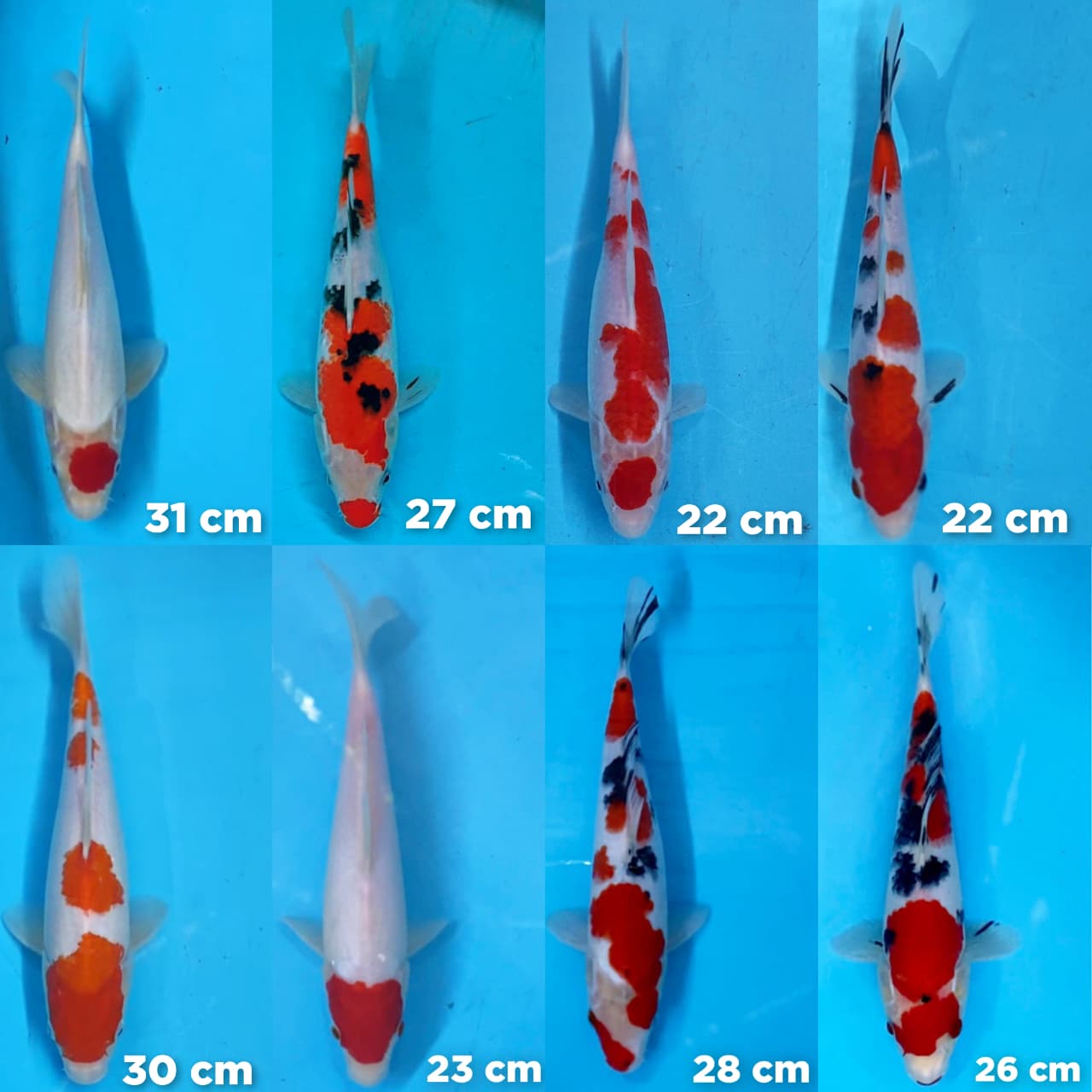 Lelang Koi Online, Jual Beli Ikan Koi, Pasar Koi Terbaik, Agen Lelang Koi, Penawaran Koi Berkualitas, Harga Jual Koi, Lelang Ikan Koi Import, Beli Koi Online, Jual Koi Murah, Koi Showroom, Penjual Koi Terpercaya, Lelang Koi Jakarta, Jual Koi Lokal, Koi Kualitas Unggul, Harga Terbaik Koi, Jual Koi Indukan, Lelang Ikan Hias Koi, Pasar Koi Indonesia, Beli Koi Berkualitas Tinggi, Koi Farm Terbesar, Jual Beli Koi Impor, Lelang Ikan Koi Kualitas Premium, Daftar Harga Koi Terbaru, Pusat Jual Beli Koi, Info Lelang Koi Hari Ini.