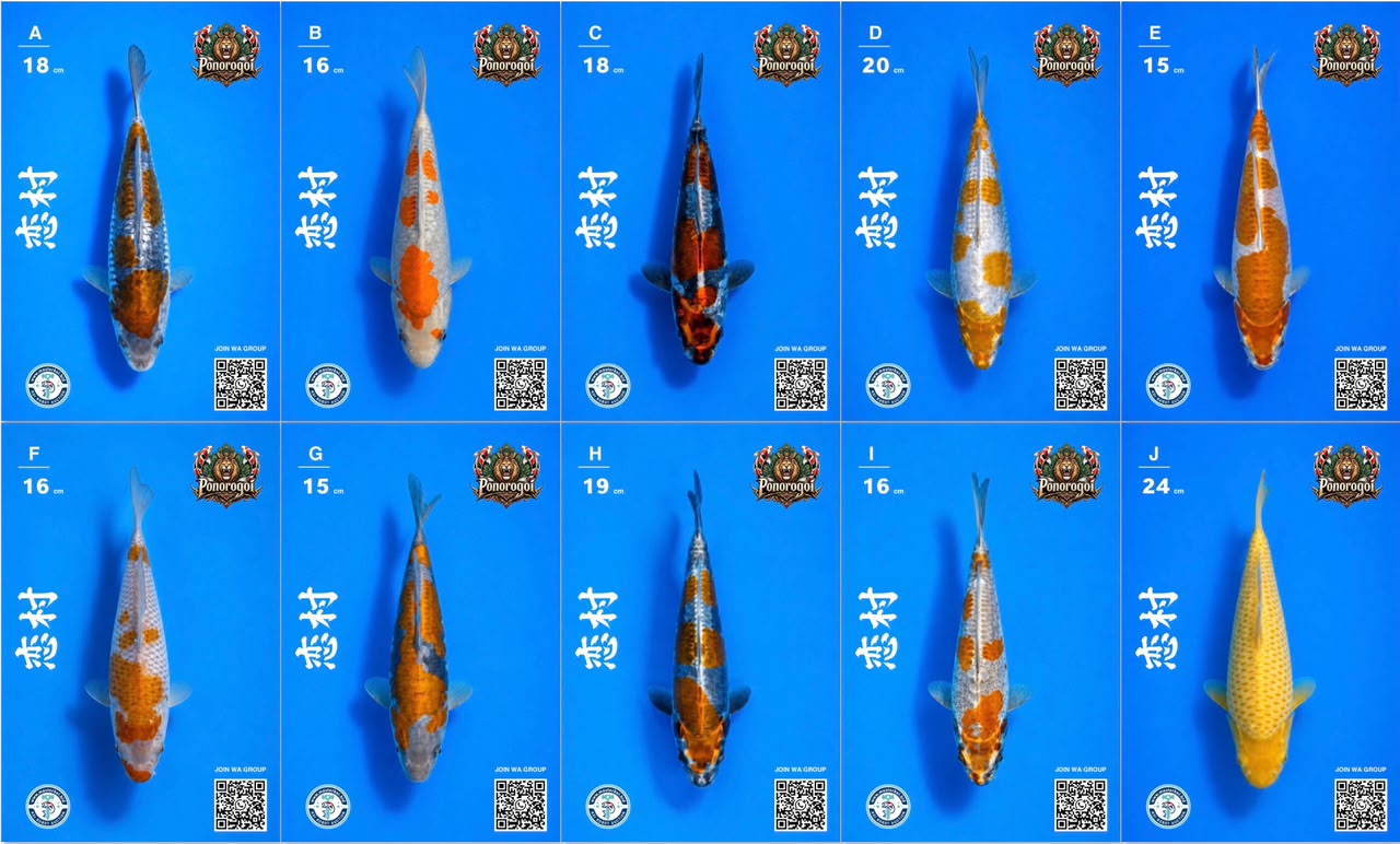 Lelang Koi Online, Jual Beli Ikan Koi, Pasar Koi Terbaik, Agen Lelang Koi, Penawaran Koi Berkualitas, Harga Jual Koi, Lelang Ikan Koi Import, Beli Koi Online, Jual Koi Murah, Koi Showroom, Penjual Koi Terpercaya, Lelang Koi Jakarta, Jual Koi Lokal, Koi Kualitas Unggul, Harga Terbaik Koi, Jual Koi Indukan, Lelang Ikan Hias Koi, Pasar Koi Indonesia, Beli Koi Berkualitas Tinggi, Koi Farm Terbesar, Jual Beli Koi Impor, Lelang Ikan Koi Kualitas Premium, Daftar Harga Koi Terbaru, Pusat Jual Beli Koi, Info Lelang Koi Hari Ini.