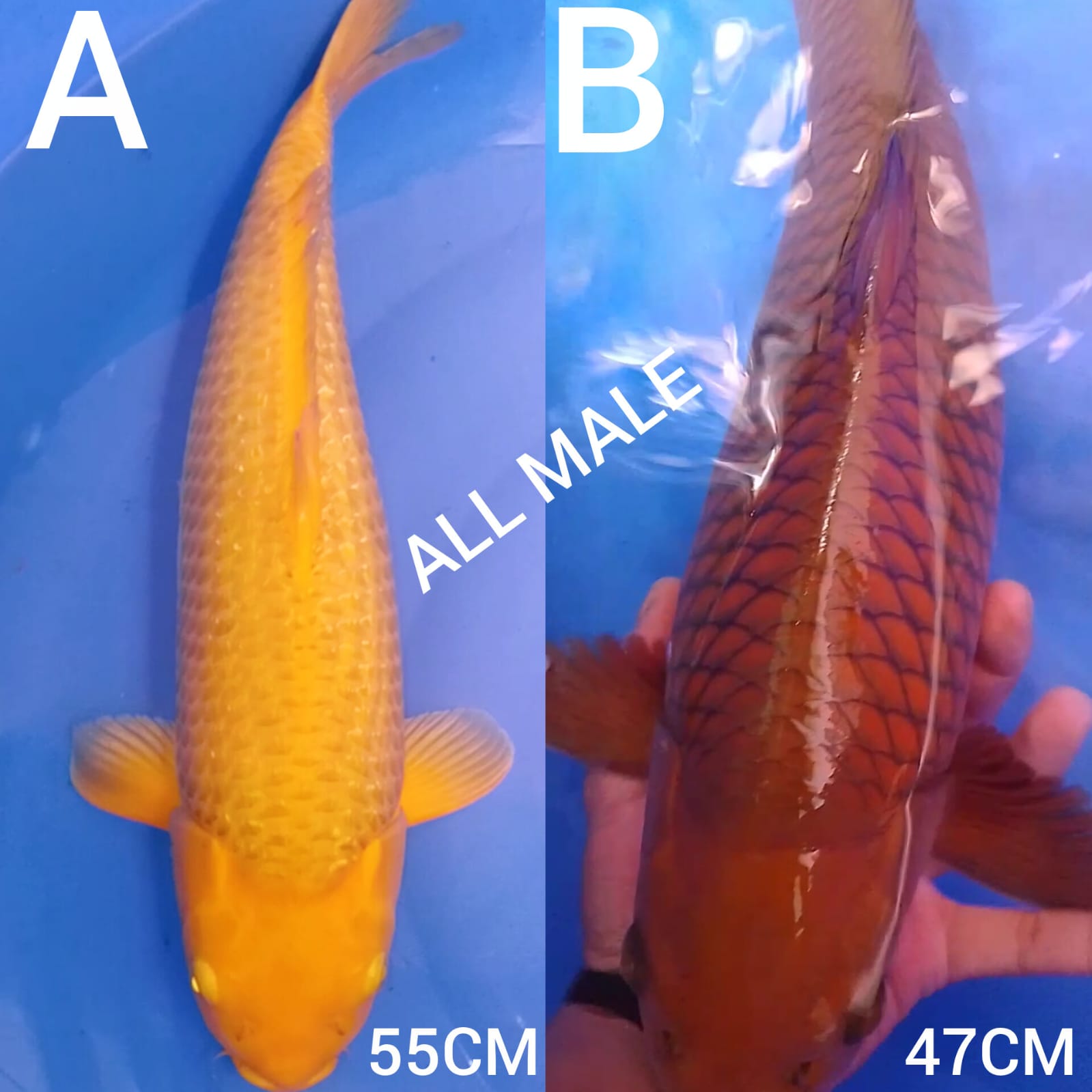 Lelang Koi Online, Jual Beli Ikan Koi, Pasar Koi Terbaik, Agen Lelang Koi, Penawaran Koi Berkualitas, Harga Jual Koi, Lelang Ikan Koi Import, Beli Koi Online, Jual Koi Murah, Koi Showroom, Penjual Koi Terpercaya, Lelang Koi Jakarta, Jual Koi Lokal, Koi Kualitas Unggul, Harga Terbaik Koi, Jual Koi Indukan, Lelang Ikan Hias Koi, Pasar Koi Indonesia, Beli Koi Berkualitas Tinggi, Koi Farm Terbesar, Jual Beli Koi Impor, Lelang Ikan Koi Kualitas Premium, Daftar Harga Koi Terbaru, Pusat Jual Beli Koi, Info Lelang Koi Hari Ini.