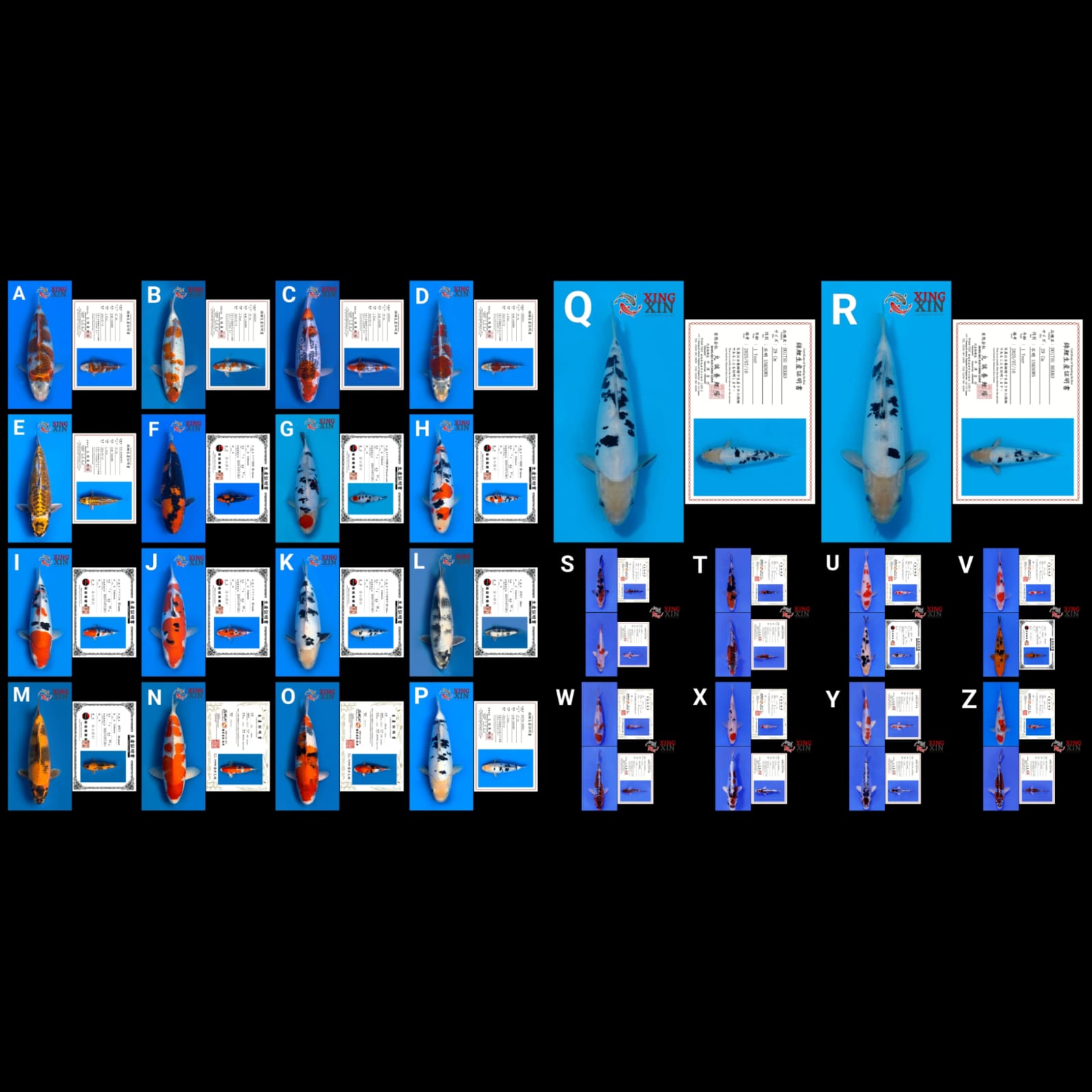 Lelang Koi Online, Jual Beli Ikan Koi, Pasar Koi Terbaik, Agen Lelang Koi, Penawaran Koi Berkualitas, Harga Jual Koi, Lelang Ikan Koi Import, Beli Koi Online, Jual Koi Murah, Koi Showroom, Penjual Koi Terpercaya, Lelang Koi Jakarta, Jual Koi Lokal, Koi Kualitas Unggul, Harga Terbaik Koi, Jual Koi Indukan, Lelang Ikan Hias Koi, Pasar Koi Indonesia, Beli Koi Berkualitas Tinggi, Koi Farm Terbesar, Jual Beli Koi Impor, Lelang Ikan Koi Kualitas Premium, Daftar Harga Koi Terbaru, Pusat Jual Beli Koi, Info Lelang Koi Hari Ini.