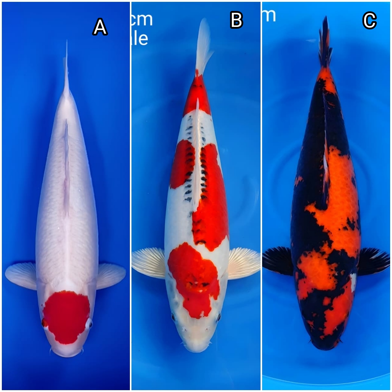 Lelang Koi Online, Jual Beli Ikan Koi, Pasar Koi Terbaik, Agen Lelang Koi, Penawaran Koi Berkualitas, Harga Jual Koi, Lelang Ikan Koi Import, Beli Koi Online, Jual Koi Murah, Koi Showroom, Penjual Koi Terpercaya, Lelang Koi Jakarta, Jual Koi Lokal, Koi Kualitas Unggul, Harga Terbaik Koi, Jual Koi Indukan, Lelang Ikan Hias Koi, Pasar Koi Indonesia, Beli Koi Berkualitas Tinggi, Koi Farm Terbesar, Jual Beli Koi Impor, Lelang Ikan Koi Kualitas Premium, Daftar Harga Koi Terbaru, Pusat Jual Beli Koi, Info Lelang Koi Hari Ini.