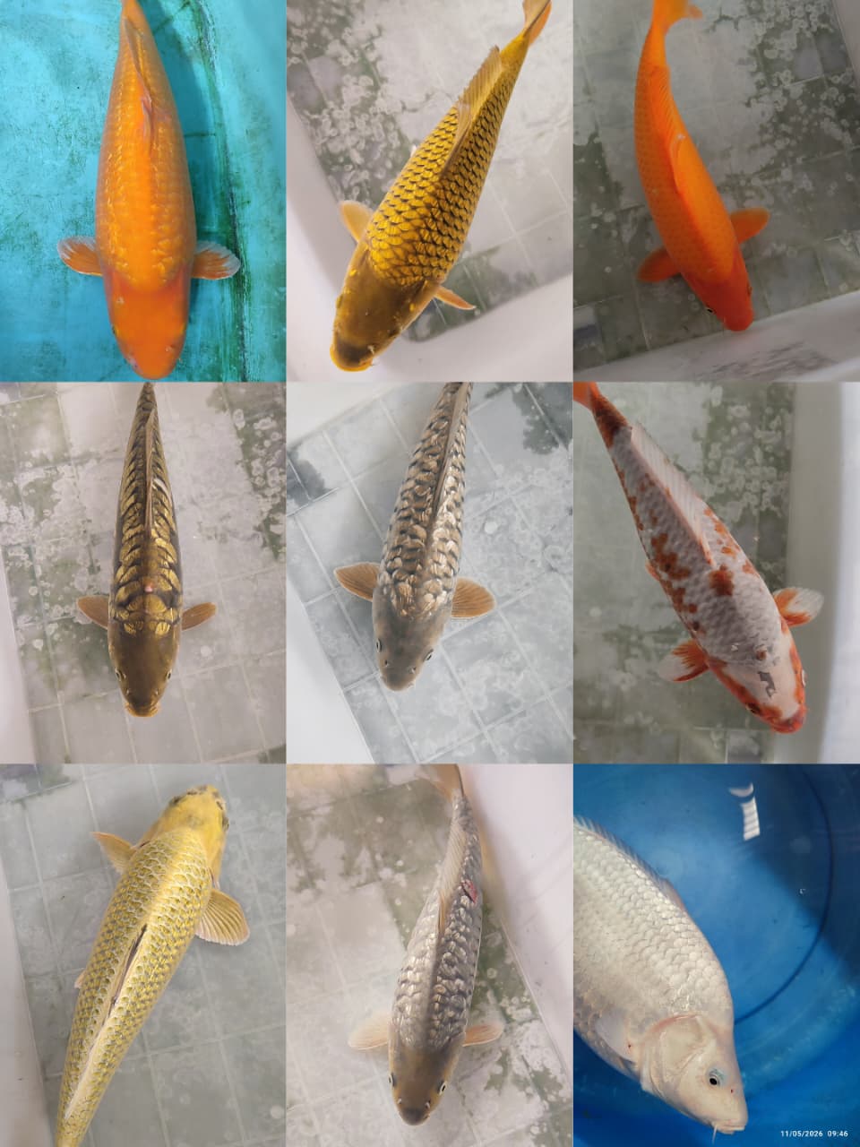 Lelang Koi Online, Jual Beli Ikan Koi, Pasar Koi Terbaik, Agen Lelang Koi, Penawaran Koi Berkualitas, Harga Jual Koi, Lelang Ikan Koi Import, Beli Koi Online, Jual Koi Murah, Koi Showroom, Penjual Koi Terpercaya, Lelang Koi Jakarta, Jual Koi Lokal, Koi Kualitas Unggul, Harga Terbaik Koi, Jual Koi Indukan, Lelang Ikan Hias Koi, Pasar Koi Indonesia, Beli Koi Berkualitas Tinggi, Koi Farm Terbesar, Jual Beli Koi Impor, Lelang Ikan Koi Kualitas Premium, Daftar Harga Koi Terbaru, Pusat Jual Beli Koi, Info Lelang Koi Hari Ini.