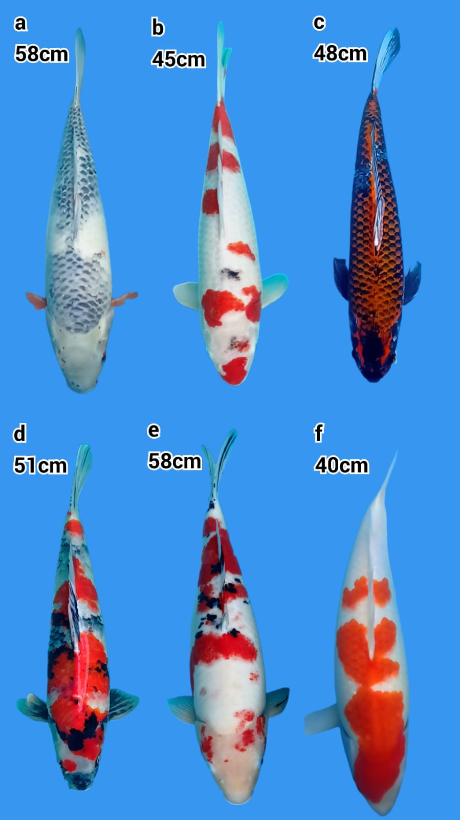 Lelang Koi Online, Jual Beli Ikan Koi, Pasar Koi Terbaik, Agen Lelang Koi, Penawaran Koi Berkualitas, Harga Jual Koi, Lelang Ikan Koi Import, Beli Koi Online, Jual Koi Murah, Koi Showroom, Penjual Koi Terpercaya, Lelang Koi Jakarta, Jual Koi Lokal, Koi Kualitas Unggul, Harga Terbaik Koi, Jual Koi Indukan, Lelang Ikan Hias Koi, Pasar Koi Indonesia, Beli Koi Berkualitas Tinggi, Koi Farm Terbesar, Jual Beli Koi Impor, Lelang Ikan Koi Kualitas Premium, Daftar Harga Koi Terbaru, Pusat Jual Beli Koi, Info Lelang Koi Hari Ini.
