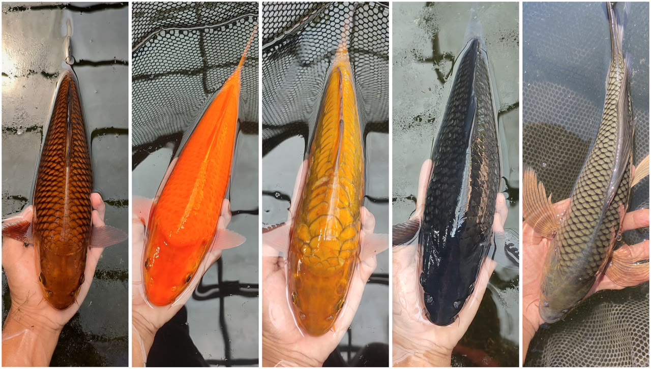 Lelang Koi Online, Jual Beli Ikan Koi, Pasar Koi Terbaik, Agen Lelang Koi, Penawaran Koi Berkualitas, Harga Jual Koi, Lelang Ikan Koi Import, Beli Koi Online, Jual Koi Murah, Koi Showroom, Penjual Koi Terpercaya, Lelang Koi Jakarta, Jual Koi Lokal, Koi Kualitas Unggul, Harga Terbaik Koi, Jual Koi Indukan, Lelang Ikan Hias Koi, Pasar Koi Indonesia, Beli Koi Berkualitas Tinggi, Koi Farm Terbesar, Jual Beli Koi Impor, Lelang Ikan Koi Kualitas Premium, Daftar Harga Koi Terbaru, Pusat Jual Beli Koi, Info Lelang Koi Hari Ini.