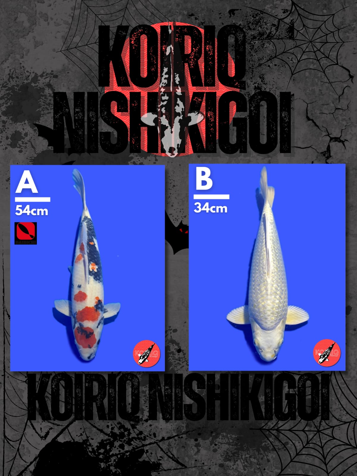 Lelang Koi Online, Jual Beli Ikan Koi, Pasar Koi Terbaik, Agen Lelang Koi, Penawaran Koi Berkualitas, Harga Jual Koi, Lelang Ikan Koi Import, Beli Koi Online, Jual Koi Murah, Koi Showroom, Penjual Koi Terpercaya, Lelang Koi Jakarta, Jual Koi Lokal, Koi Kualitas Unggul, Harga Terbaik Koi, Jual Koi Indukan, Lelang Ikan Hias Koi, Pasar Koi Indonesia, Beli Koi Berkualitas Tinggi, Koi Farm Terbesar, Jual Beli Koi Impor, Lelang Ikan Koi Kualitas Premium, Daftar Harga Koi Terbaru, Pusat Jual Beli Koi, Info Lelang Koi Hari Ini.