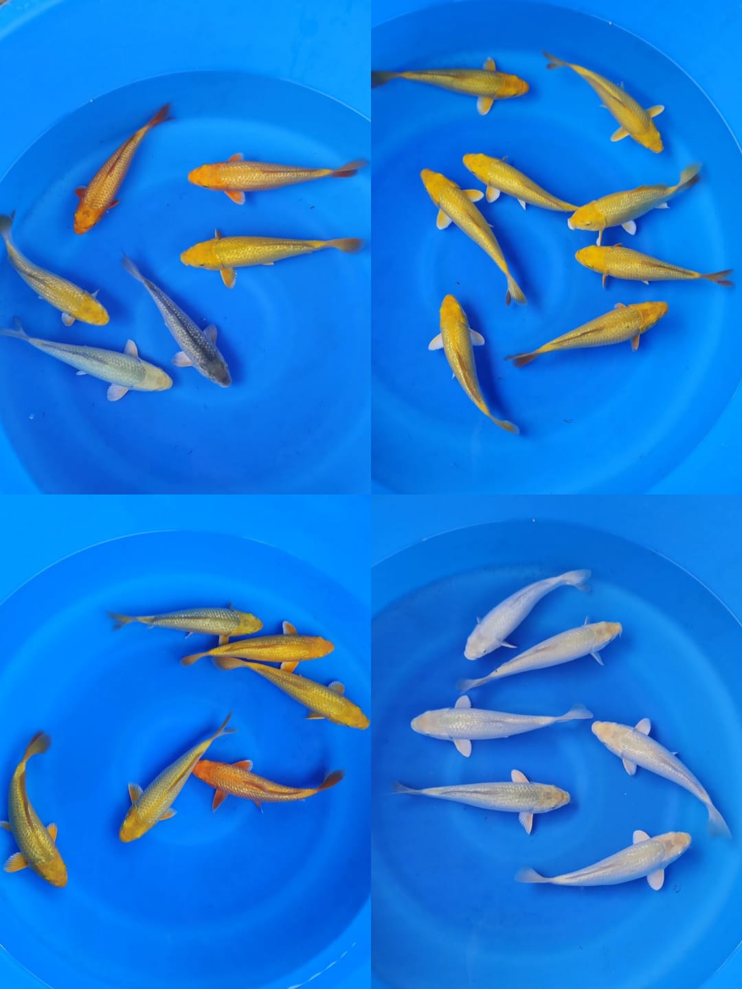 Lelang Koi Online, Jual Beli Ikan Koi, Pasar Koi Terbaik, Agen Lelang Koi, Penawaran Koi Berkualitas, Harga Jual Koi, Lelang Ikan Koi Import, Beli Koi Online, Jual Koi Murah, Koi Showroom, Penjual Koi Terpercaya, Lelang Koi Jakarta, Jual Koi Lokal, Koi Kualitas Unggul, Harga Terbaik Koi, Jual Koi Indukan, Lelang Ikan Hias Koi, Pasar Koi Indonesia, Beli Koi Berkualitas Tinggi, Koi Farm Terbesar, Jual Beli Koi Impor, Lelang Ikan Koi Kualitas Premium, Daftar Harga Koi Terbaru, Pusat Jual Beli Koi, Info Lelang Koi Hari Ini.
