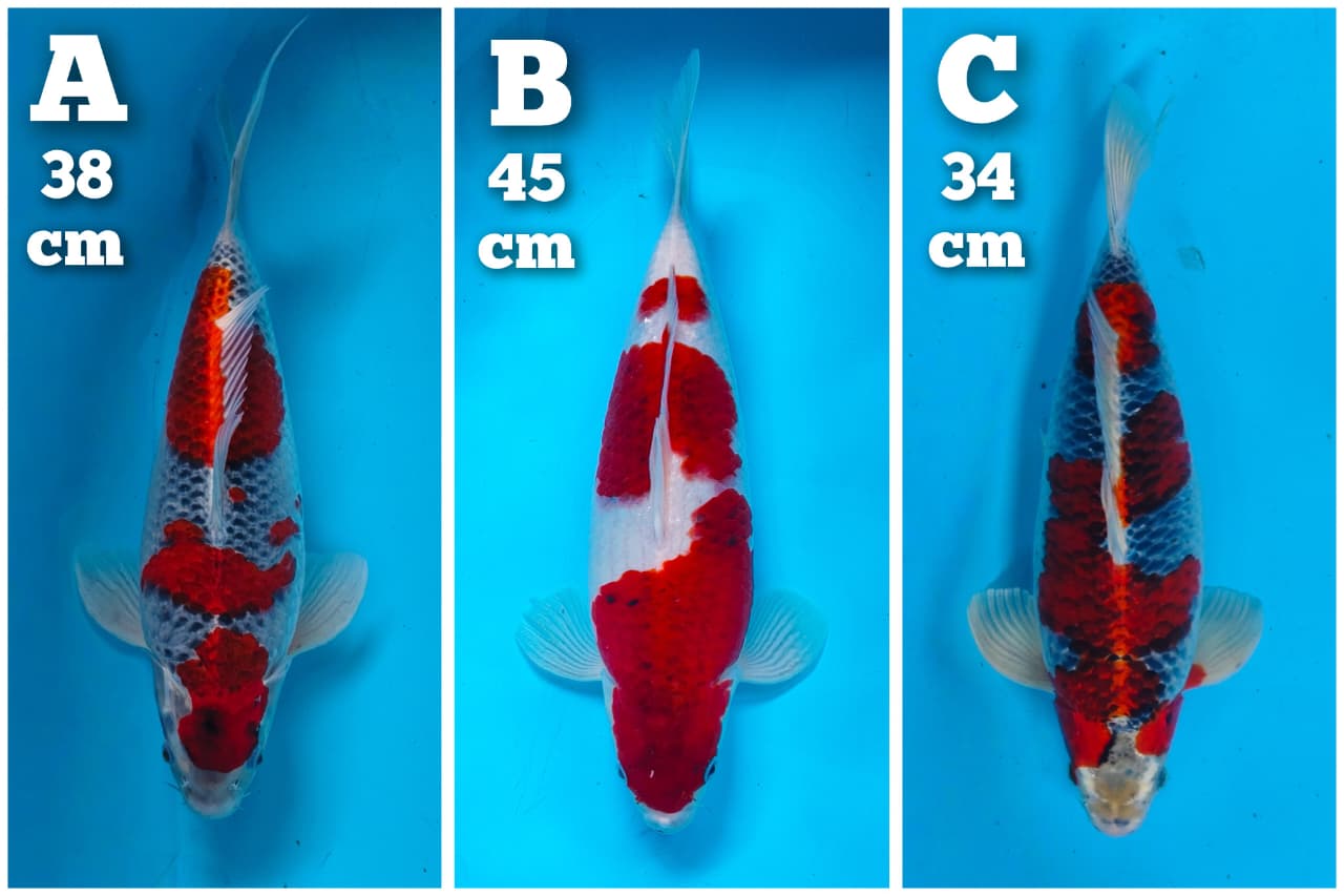 Lelang Koi Online, Jual Beli Ikan Koi, Pasar Koi Terbaik, Agen Lelang Koi, Penawaran Koi Berkualitas, Harga Jual Koi, Lelang Ikan Koi Import, Beli Koi Online, Jual Koi Murah, Koi Showroom, Penjual Koi Terpercaya, Lelang Koi Jakarta, Jual Koi Lokal, Koi Kualitas Unggul, Harga Terbaik Koi, Jual Koi Indukan, Lelang Ikan Hias Koi, Pasar Koi Indonesia, Beli Koi Berkualitas Tinggi, Koi Farm Terbesar, Jual Beli Koi Impor, Lelang Ikan Koi Kualitas Premium, Daftar Harga Koi Terbaru, Pusat Jual Beli Koi, Info Lelang Koi Hari Ini.