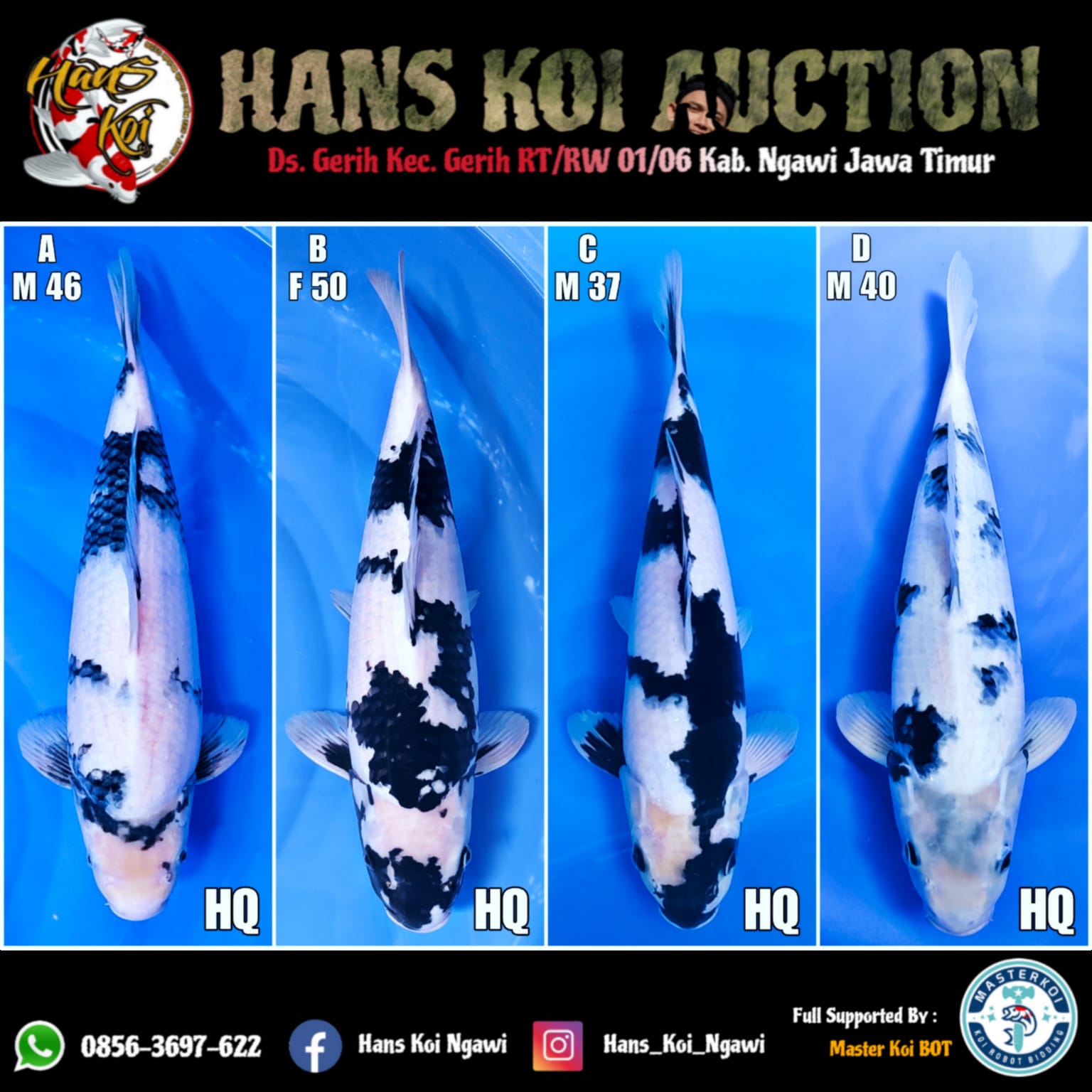Lelang Koi Online, Jual Beli Ikan Koi, Pasar Koi Terbaik, Agen Lelang Koi, Penawaran Koi Berkualitas, Harga Jual Koi, Lelang Ikan Koi Import, Beli Koi Online, Jual Koi Murah, Koi Showroom, Penjual Koi Terpercaya, Lelang Koi Jakarta, Jual Koi Lokal, Koi Kualitas Unggul, Harga Terbaik Koi, Jual Koi Indukan, Lelang Ikan Hias Koi, Pasar Koi Indonesia, Beli Koi Berkualitas Tinggi, Koi Farm Terbesar, Jual Beli Koi Impor, Lelang Ikan Koi Kualitas Premium, Daftar Harga Koi Terbaru, Pusat Jual Beli Koi, Info Lelang Koi Hari Ini.