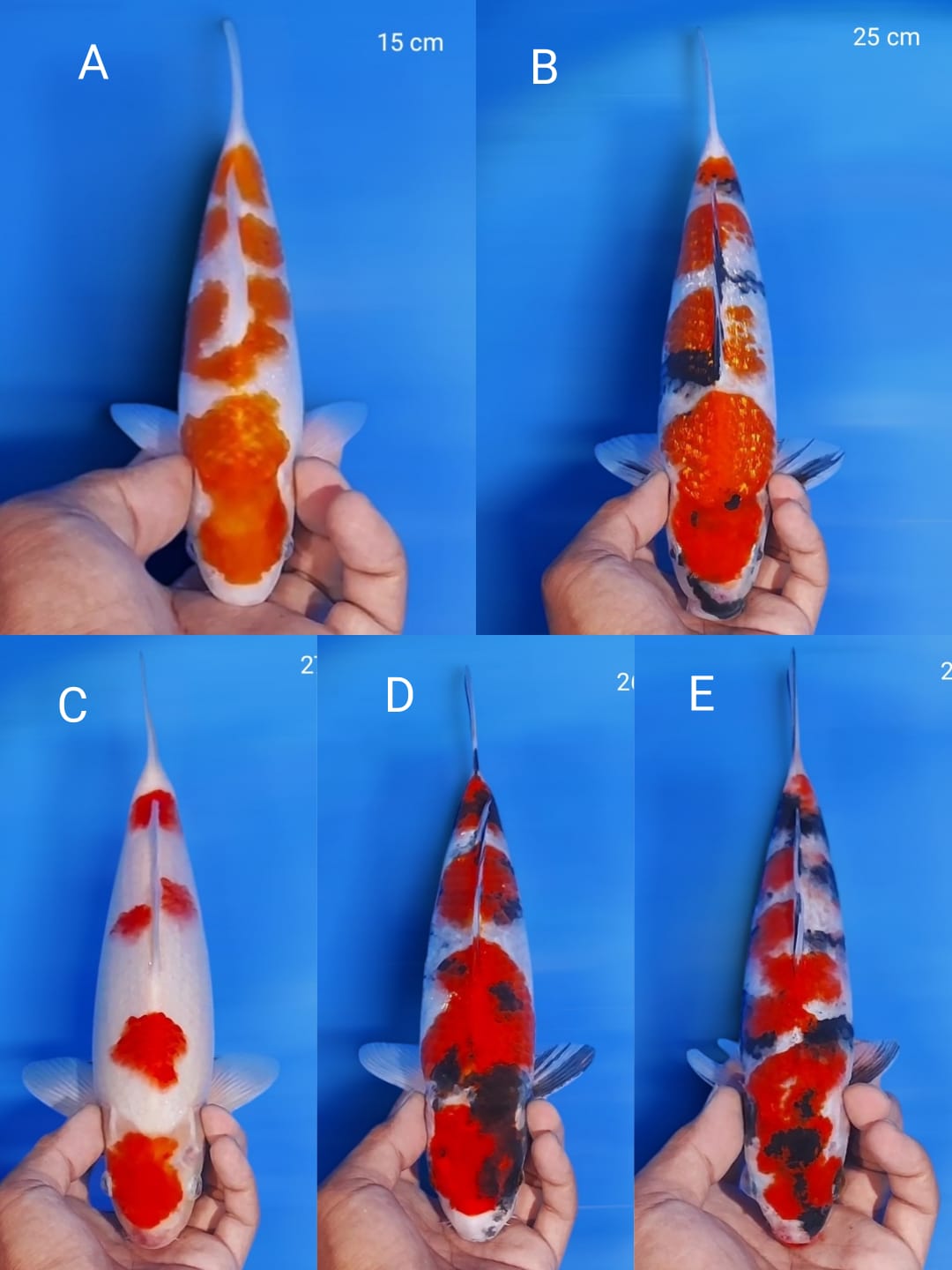 Lelang Koi Online, Jual Beli Ikan Koi, Pasar Koi Terbaik, Agen Lelang Koi, Penawaran Koi Berkualitas, Harga Jual Koi, Lelang Ikan Koi Import, Beli Koi Online, Jual Koi Murah, Koi Showroom, Penjual Koi Terpercaya, Lelang Koi Jakarta, Jual Koi Lokal, Koi Kualitas Unggul, Harga Terbaik Koi, Jual Koi Indukan, Lelang Ikan Hias Koi, Pasar Koi Indonesia, Beli Koi Berkualitas Tinggi, Koi Farm Terbesar, Jual Beli Koi Impor, Lelang Ikan Koi Kualitas Premium, Daftar Harga Koi Terbaru, Pusat Jual Beli Koi, Info Lelang Koi Hari Ini.