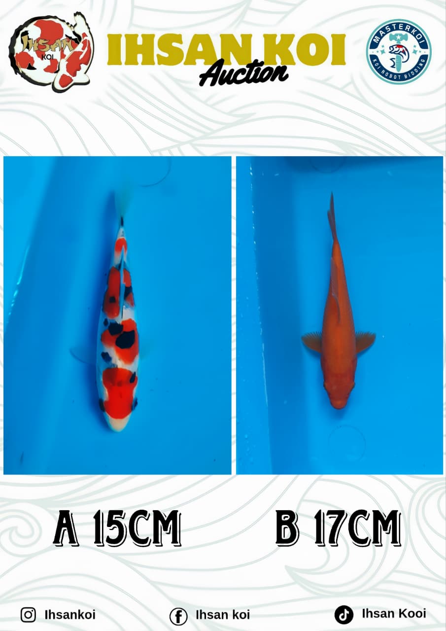 Lelang Koi Online, Jual Beli Ikan Koi, Pasar Koi Terbaik, Agen Lelang Koi, Penawaran Koi Berkualitas, Harga Jual Koi, Lelang Ikan Koi Import, Beli Koi Online, Jual Koi Murah, Koi Showroom, Penjual Koi Terpercaya, Lelang Koi Jakarta, Jual Koi Lokal, Koi Kualitas Unggul, Harga Terbaik Koi, Jual Koi Indukan, Lelang Ikan Hias Koi, Pasar Koi Indonesia, Beli Koi Berkualitas Tinggi, Koi Farm Terbesar, Jual Beli Koi Impor, Lelang Ikan Koi Kualitas Premium, Daftar Harga Koi Terbaru, Pusat Jual Beli Koi, Info Lelang Koi Hari Ini.