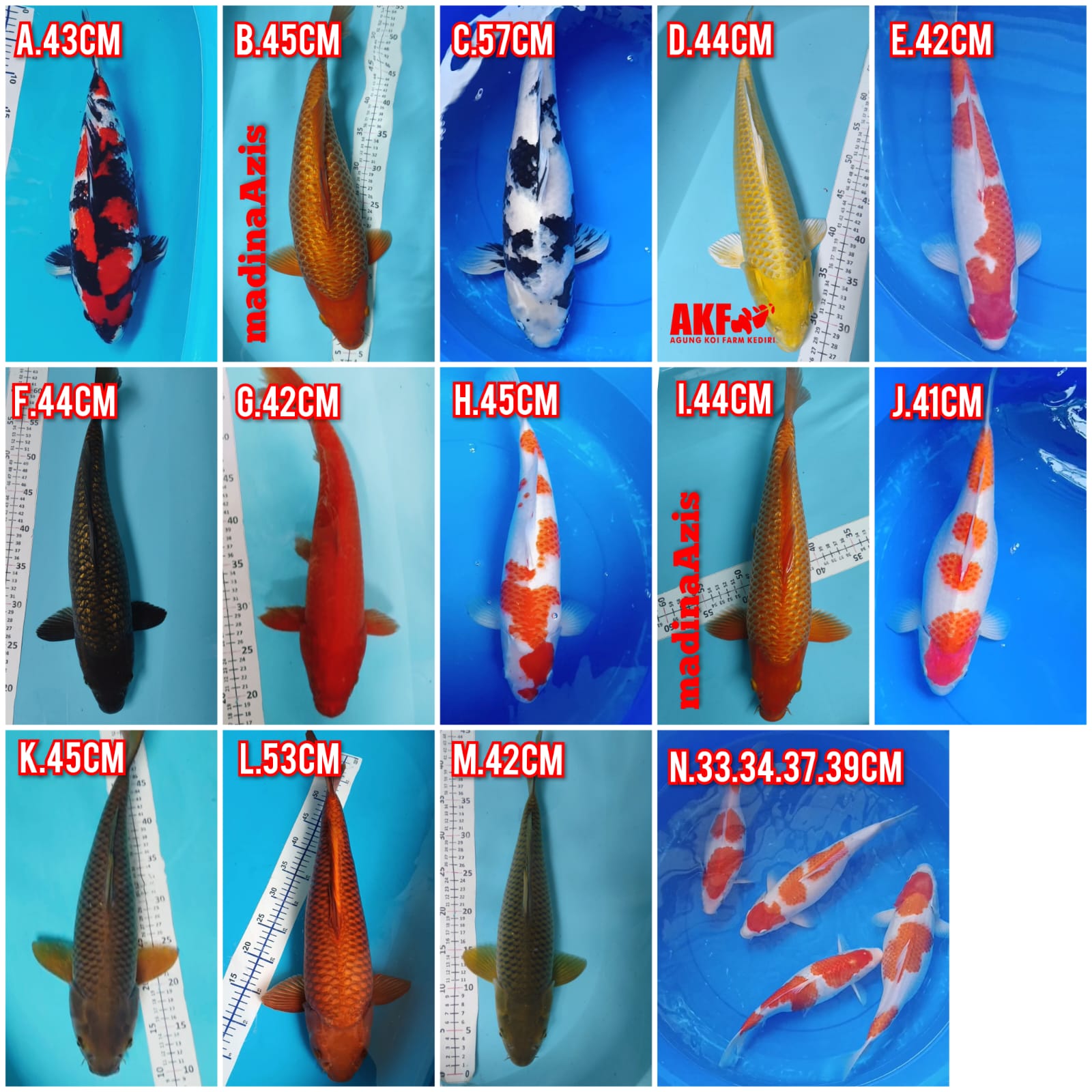 Lelang Koi Online, Jual Beli Ikan Koi, Pasar Koi Terbaik, Agen Lelang Koi, Penawaran Koi Berkualitas, Harga Jual Koi, Lelang Ikan Koi Import, Beli Koi Online, Jual Koi Murah, Koi Showroom, Penjual Koi Terpercaya, Lelang Koi Jakarta, Jual Koi Lokal, Koi Kualitas Unggul, Harga Terbaik Koi, Jual Koi Indukan, Lelang Ikan Hias Koi, Pasar Koi Indonesia, Beli Koi Berkualitas Tinggi, Koi Farm Terbesar, Jual Beli Koi Impor, Lelang Ikan Koi Kualitas Premium, Daftar Harga Koi Terbaru, Pusat Jual Beli Koi, Info Lelang Koi Hari Ini.