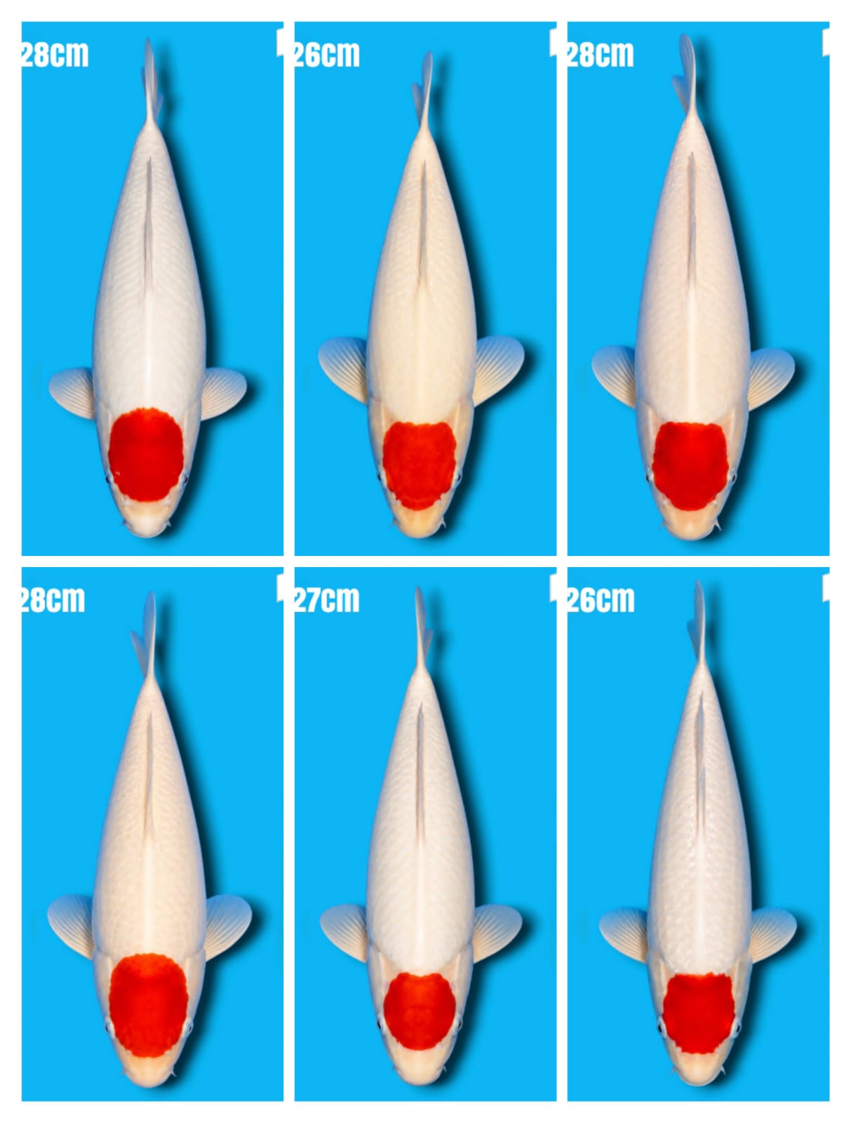 Lelang Koi Online, Jual Beli Ikan Koi, Pasar Koi Terbaik, Agen Lelang Koi, Penawaran Koi Berkualitas, Harga Jual Koi, Lelang Ikan Koi Import, Beli Koi Online, Jual Koi Murah, Koi Showroom, Penjual Koi Terpercaya, Lelang Koi Jakarta, Jual Koi Lokal, Koi Kualitas Unggul, Harga Terbaik Koi, Jual Koi Indukan, Lelang Ikan Hias Koi, Pasar Koi Indonesia, Beli Koi Berkualitas Tinggi, Koi Farm Terbesar, Jual Beli Koi Impor, Lelang Ikan Koi Kualitas Premium, Daftar Harga Koi Terbaru, Pusat Jual Beli Koi, Info Lelang Koi Hari Ini.