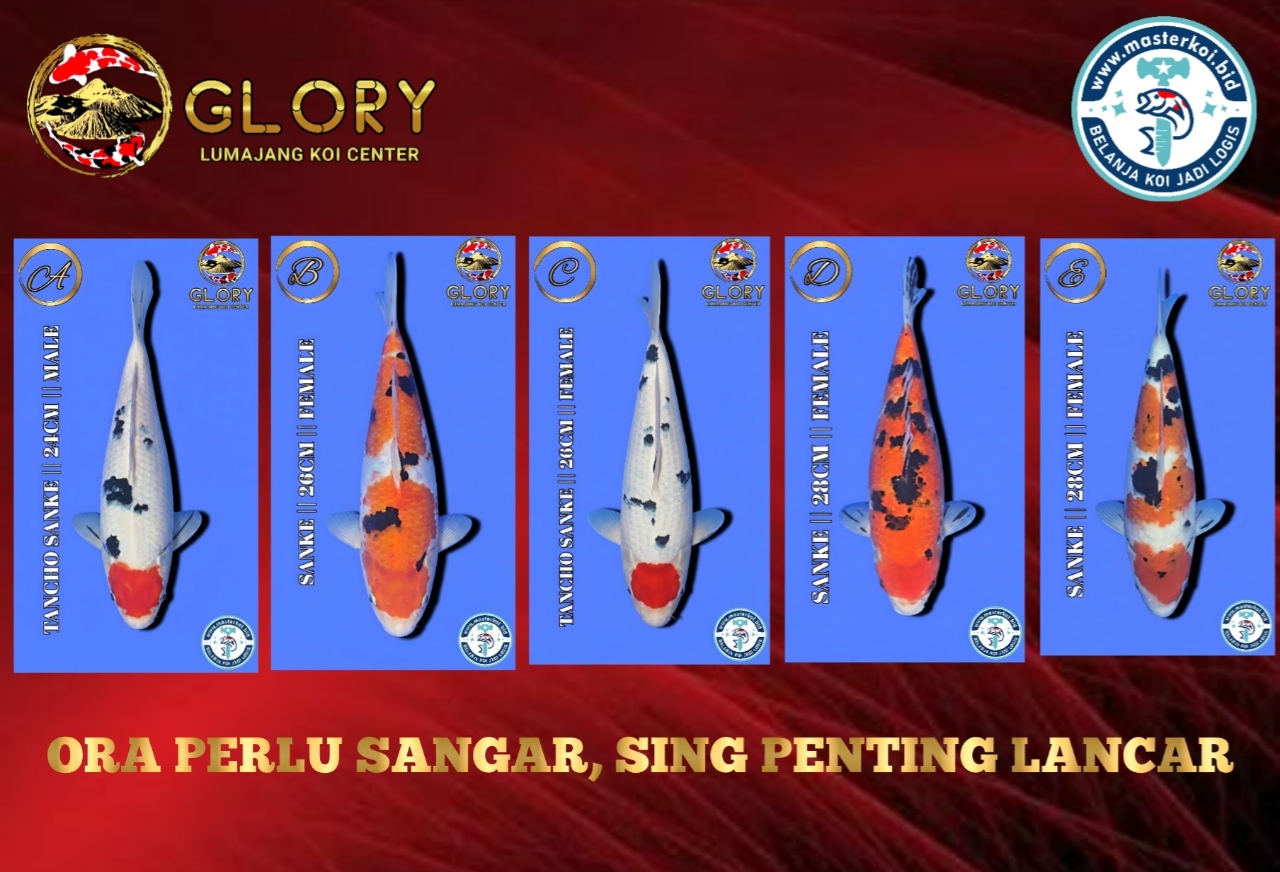 Lelang Koi Online, Jual Beli Ikan Koi, Pasar Koi Terbaik, Agen Lelang Koi, Penawaran Koi Berkualitas, Harga Jual Koi, Lelang Ikan Koi Import, Beli Koi Online, Jual Koi Murah, Koi Showroom, Penjual Koi Terpercaya, Lelang Koi Jakarta, Jual Koi Lokal, Koi Kualitas Unggul, Harga Terbaik Koi, Jual Koi Indukan, Lelang Ikan Hias Koi, Pasar Koi Indonesia, Beli Koi Berkualitas Tinggi, Koi Farm Terbesar, Jual Beli Koi Impor, Lelang Ikan Koi Kualitas Premium, Daftar Harga Koi Terbaru, Pusat Jual Beli Koi, Info Lelang Koi Hari Ini.
