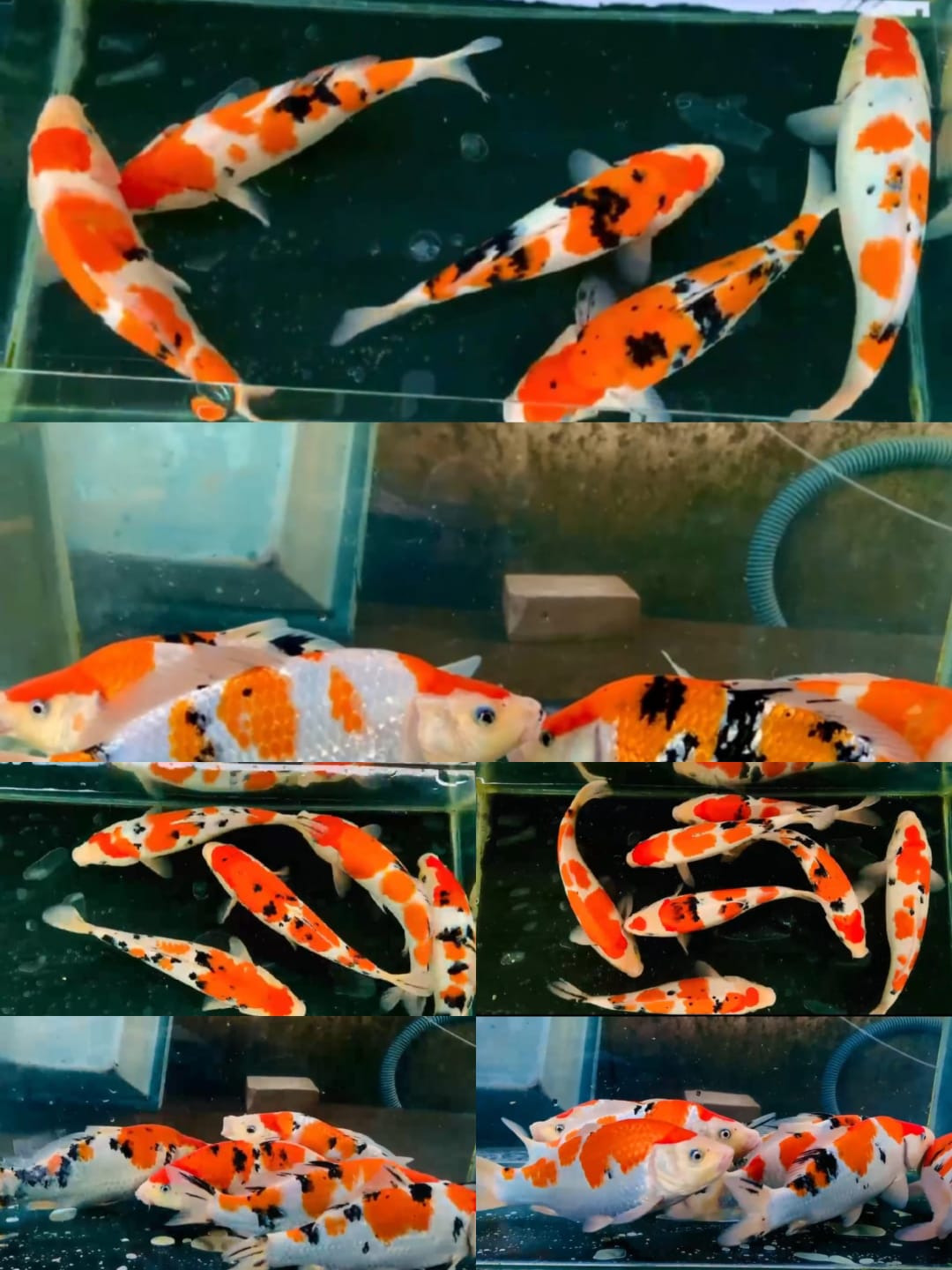 Lelang Koi Online, Jual Beli Ikan Koi, Pasar Koi Terbaik, Agen Lelang Koi, Penawaran Koi Berkualitas, Harga Jual Koi, Lelang Ikan Koi Import, Beli Koi Online, Jual Koi Murah, Koi Showroom, Penjual Koi Terpercaya, Lelang Koi Jakarta, Jual Koi Lokal, Koi Kualitas Unggul, Harga Terbaik Koi, Jual Koi Indukan, Lelang Ikan Hias Koi, Pasar Koi Indonesia, Beli Koi Berkualitas Tinggi, Koi Farm Terbesar, Jual Beli Koi Impor, Lelang Ikan Koi Kualitas Premium, Daftar Harga Koi Terbaru, Pusat Jual Beli Koi, Info Lelang Koi Hari Ini.