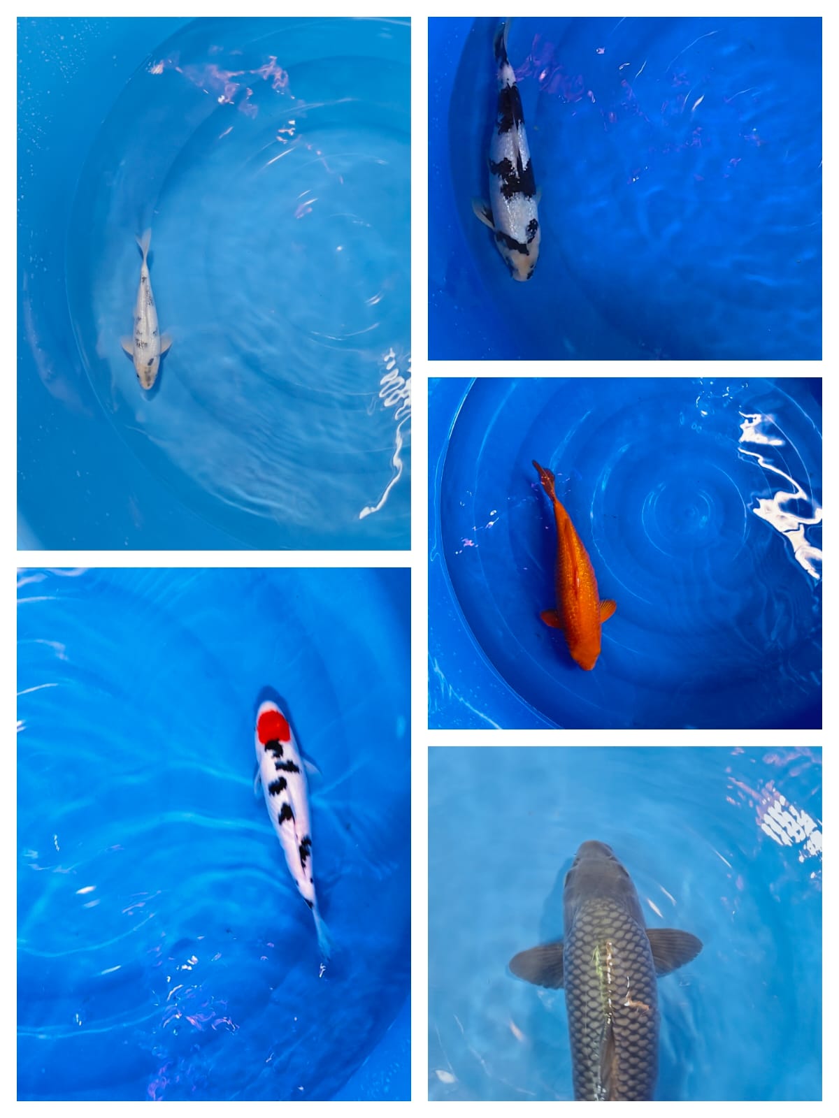 Lelang Koi Online, Jual Beli Ikan Koi, Pasar Koi Terbaik, Agen Lelang Koi, Penawaran Koi Berkualitas, Harga Jual Koi, Lelang Ikan Koi Import, Beli Koi Online, Jual Koi Murah, Koi Showroom, Penjual Koi Terpercaya, Lelang Koi Jakarta, Jual Koi Lokal, Koi Kualitas Unggul, Harga Terbaik Koi, Jual Koi Indukan, Lelang Ikan Hias Koi, Pasar Koi Indonesia, Beli Koi Berkualitas Tinggi, Koi Farm Terbesar, Jual Beli Koi Impor, Lelang Ikan Koi Kualitas Premium, Daftar Harga Koi Terbaru, Pusat Jual Beli Koi, Info Lelang Koi Hari Ini.