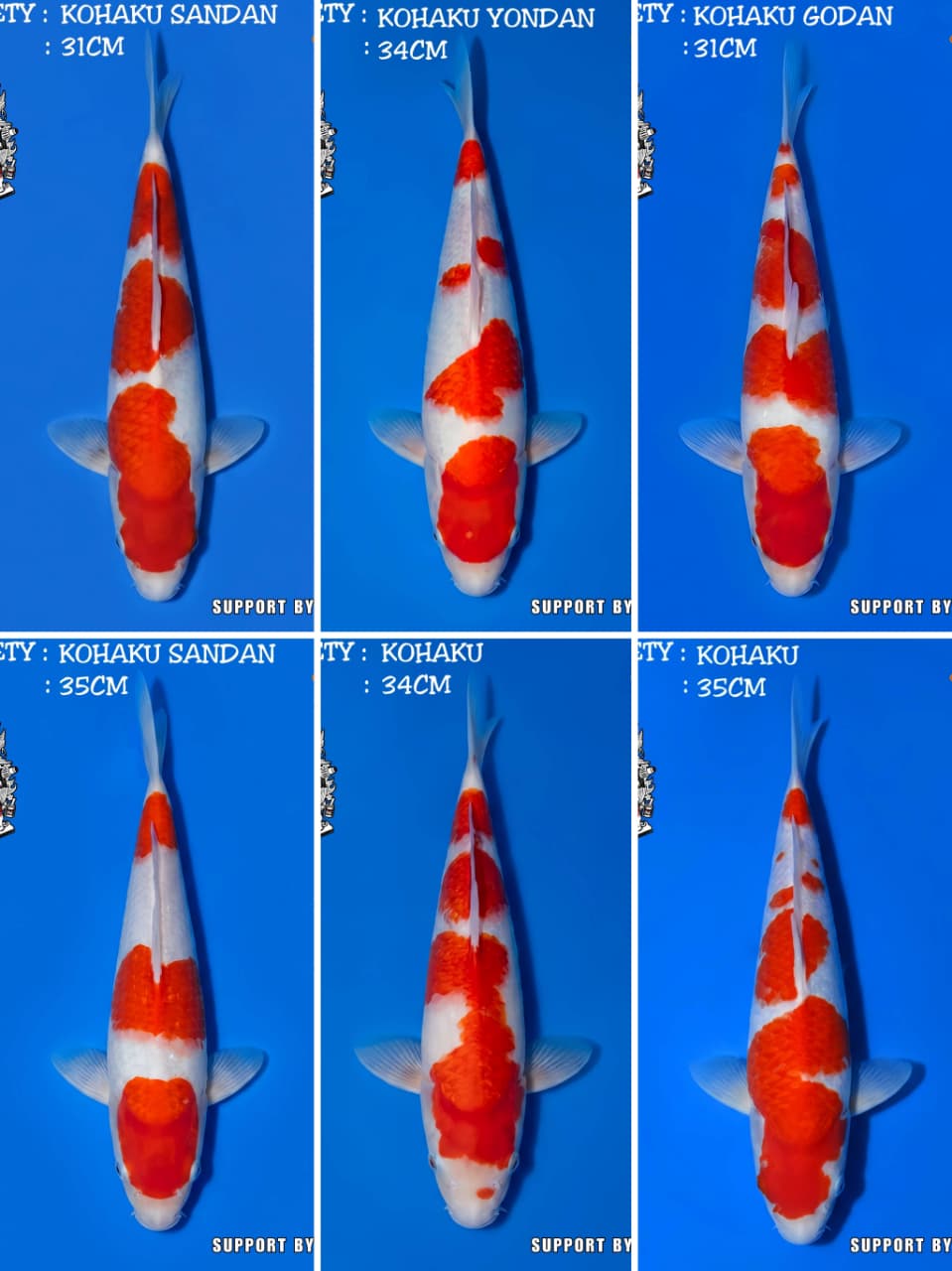 Lelang Koi Online, Jual Beli Ikan Koi, Pasar Koi Terbaik, Agen Lelang Koi, Penawaran Koi Berkualitas, Harga Jual Koi, Lelang Ikan Koi Import, Beli Koi Online, Jual Koi Murah, Koi Showroom, Penjual Koi Terpercaya, Lelang Koi Jakarta, Jual Koi Lokal, Koi Kualitas Unggul, Harga Terbaik Koi, Jual Koi Indukan, Lelang Ikan Hias Koi, Pasar Koi Indonesia, Beli Koi Berkualitas Tinggi, Koi Farm Terbesar, Jual Beli Koi Impor, Lelang Ikan Koi Kualitas Premium, Daftar Harga Koi Terbaru, Pusat Jual Beli Koi, Info Lelang Koi Hari Ini.