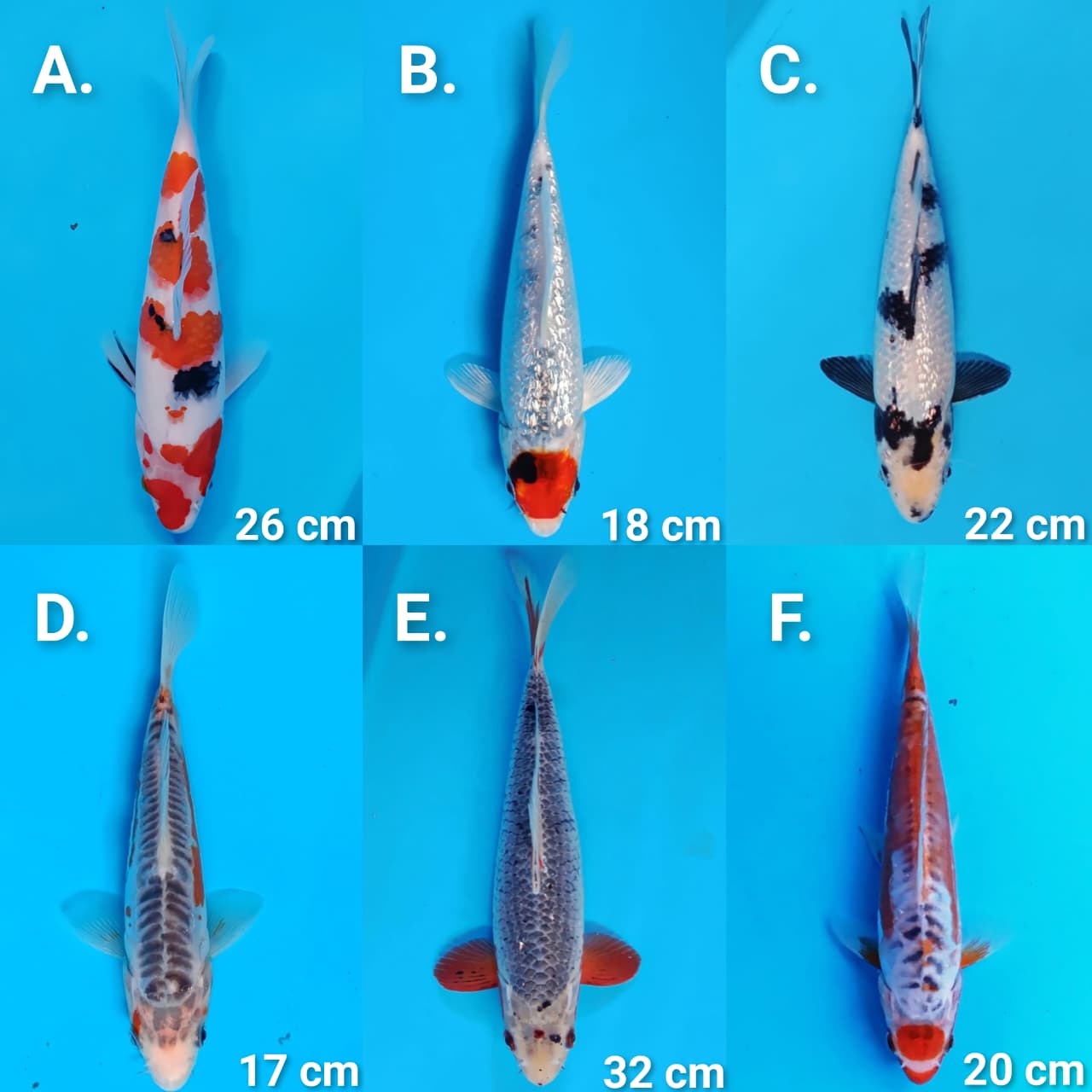 Lelang Koi Online, Jual Beli Ikan Koi, Pasar Koi Terbaik, Agen Lelang Koi, Penawaran Koi Berkualitas, Harga Jual Koi, Lelang Ikan Koi Import, Beli Koi Online, Jual Koi Murah, Koi Showroom, Penjual Koi Terpercaya, Lelang Koi Jakarta, Jual Koi Lokal, Koi Kualitas Unggul, Harga Terbaik Koi, Jual Koi Indukan, Lelang Ikan Hias Koi, Pasar Koi Indonesia, Beli Koi Berkualitas Tinggi, Koi Farm Terbesar, Jual Beli Koi Impor, Lelang Ikan Koi Kualitas Premium, Daftar Harga Koi Terbaru, Pusat Jual Beli Koi, Info Lelang Koi Hari Ini.