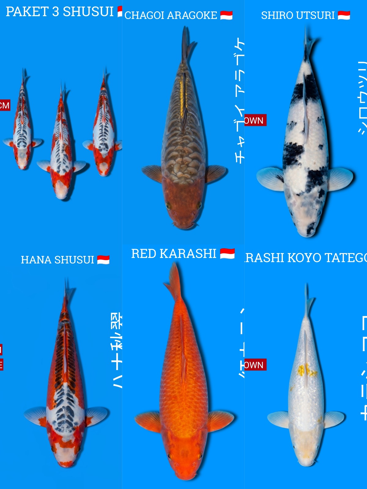 Lelang Koi Online, Jual Beli Ikan Koi, Pasar Koi Terbaik, Agen Lelang Koi, Penawaran Koi Berkualitas, Harga Jual Koi, Lelang Ikan Koi Import, Beli Koi Online, Jual Koi Murah, Koi Showroom, Penjual Koi Terpercaya, Lelang Koi Jakarta, Jual Koi Lokal, Koi Kualitas Unggul, Harga Terbaik Koi, Jual Koi Indukan, Lelang Ikan Hias Koi, Pasar Koi Indonesia, Beli Koi Berkualitas Tinggi, Koi Farm Terbesar, Jual Beli Koi Impor, Lelang Ikan Koi Kualitas Premium, Daftar Harga Koi Terbaru, Pusat Jual Beli Koi, Info Lelang Koi Hari Ini.