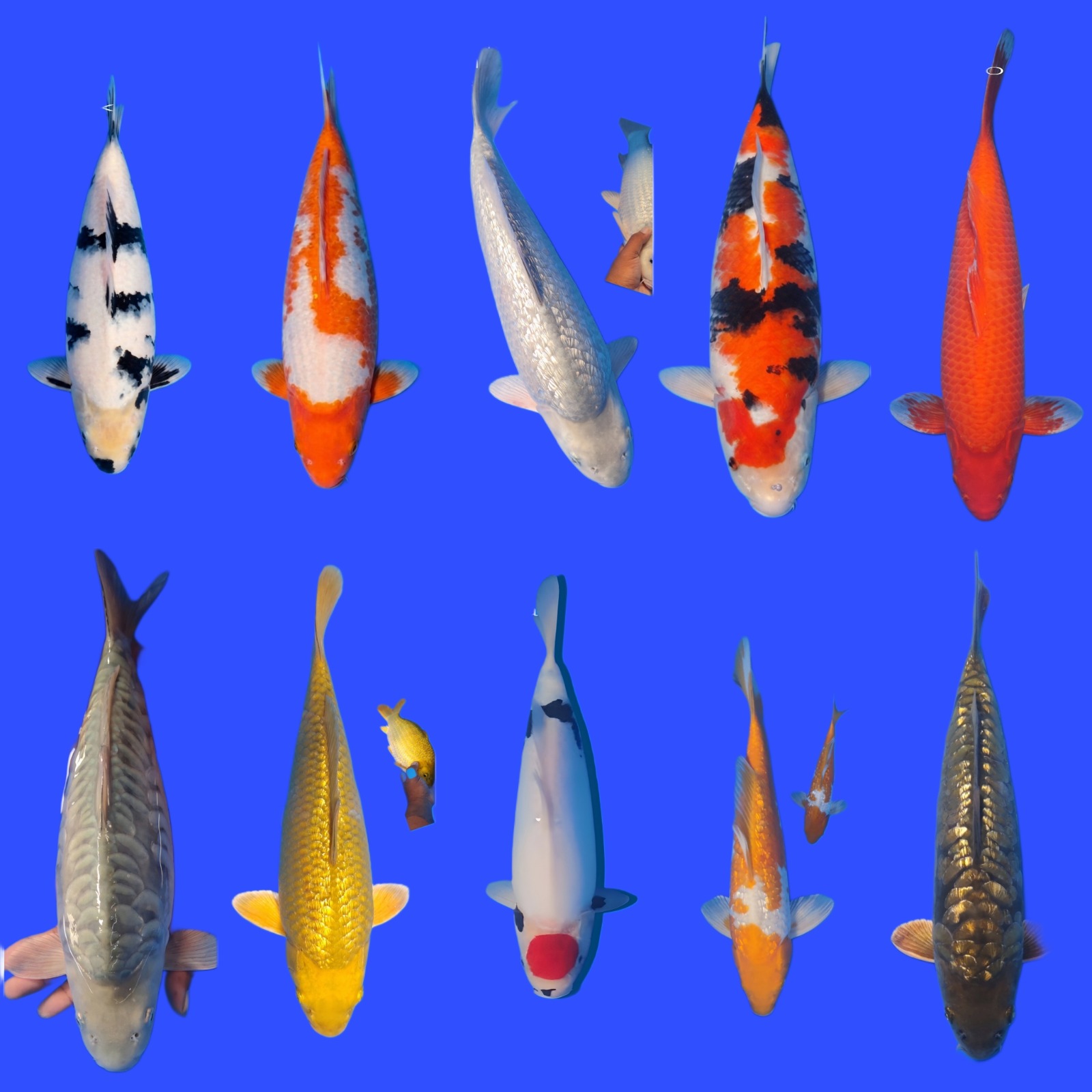Lelang Koi Online, Jual Beli Ikan Koi, Pasar Koi Terbaik, Agen Lelang Koi, Penawaran Koi Berkualitas, Harga Jual Koi, Lelang Ikan Koi Import, Beli Koi Online, Jual Koi Murah, Koi Showroom, Penjual Koi Terpercaya, Lelang Koi Jakarta, Jual Koi Lokal, Koi Kualitas Unggul, Harga Terbaik Koi, Jual Koi Indukan, Lelang Ikan Hias Koi, Pasar Koi Indonesia, Beli Koi Berkualitas Tinggi, Koi Farm Terbesar, Jual Beli Koi Impor, Lelang Ikan Koi Kualitas Premium, Daftar Harga Koi Terbaru, Pusat Jual Beli Koi, Info Lelang Koi Hari Ini.